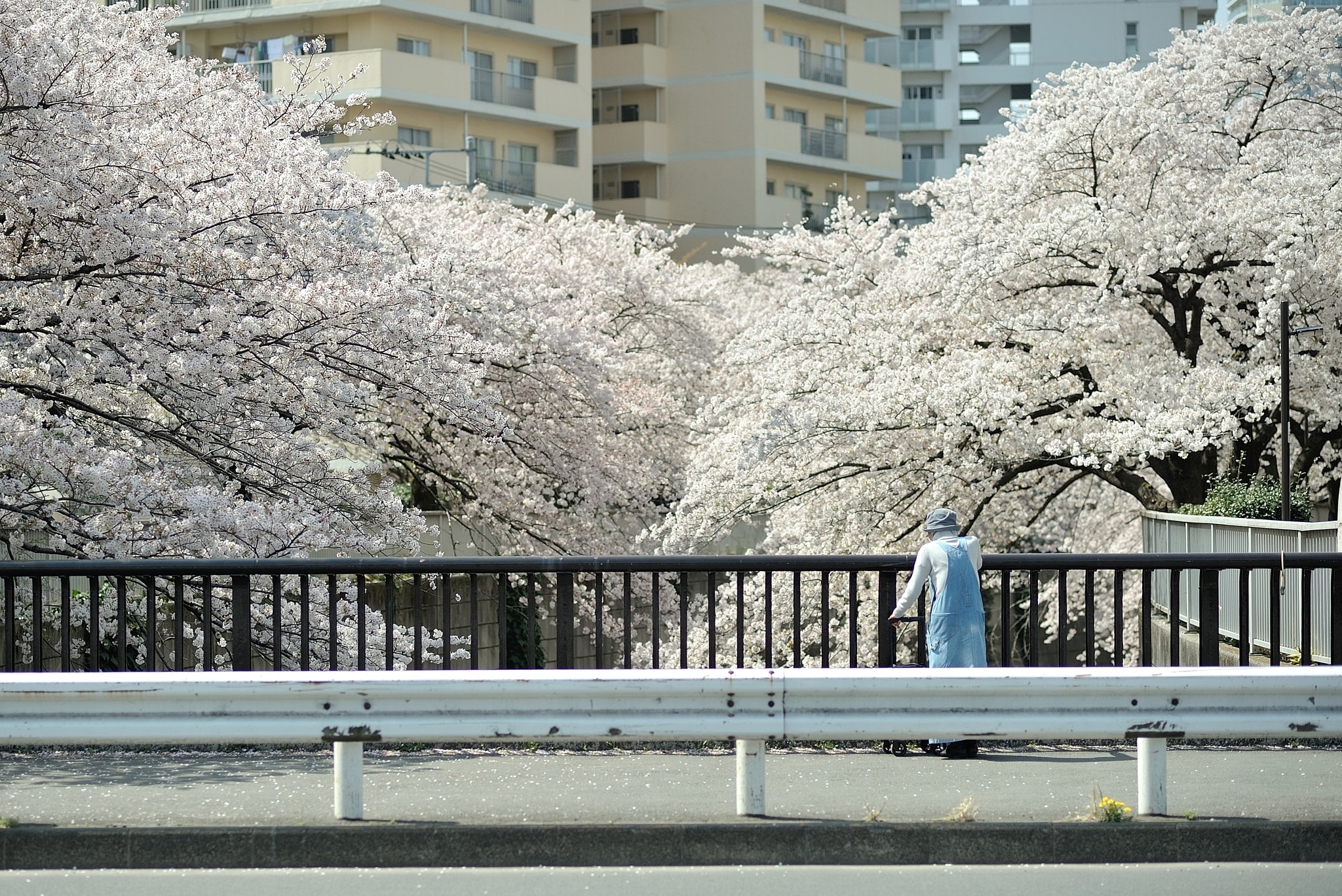 Nikon D700 + Nikon AF Nikkor 85mm F1.8D sample photo. Spring for tokyoites photography