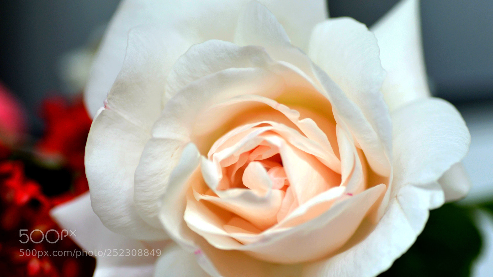 Nikon D3200 sample photo. Nature   rose photography