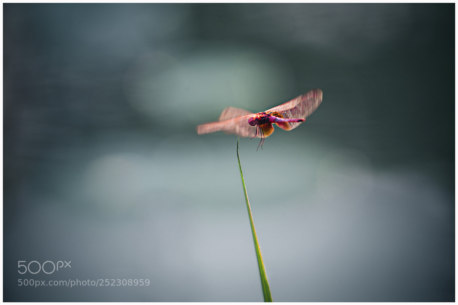 Canon EOS 5D sample photo. Untitled photography