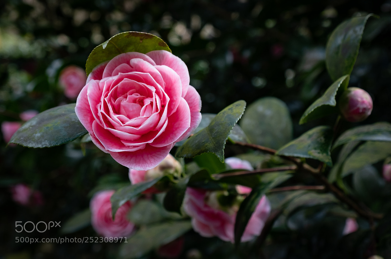 Fujifilm X-T2 sample photo. Pink camellia photography