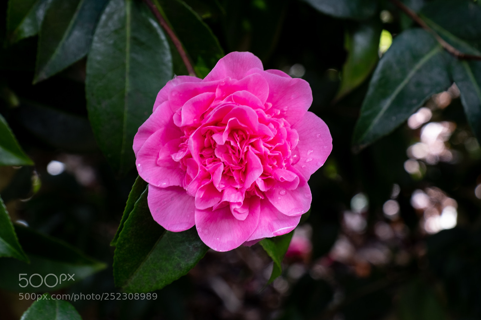 Fujifilm X-T2 sample photo. Pink blossom camellia photography
