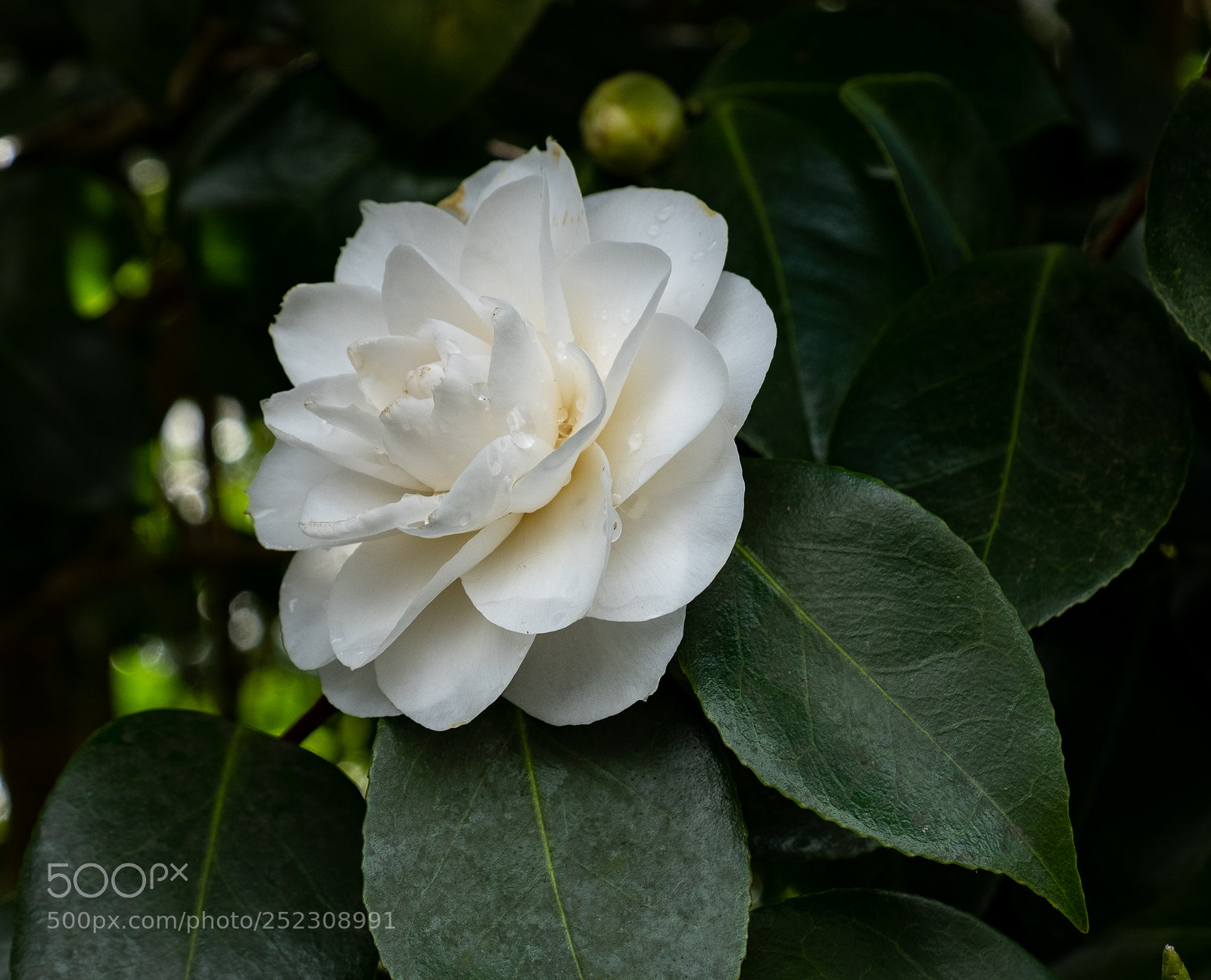Fujifilm X-T2 sample photo. White camellia photography