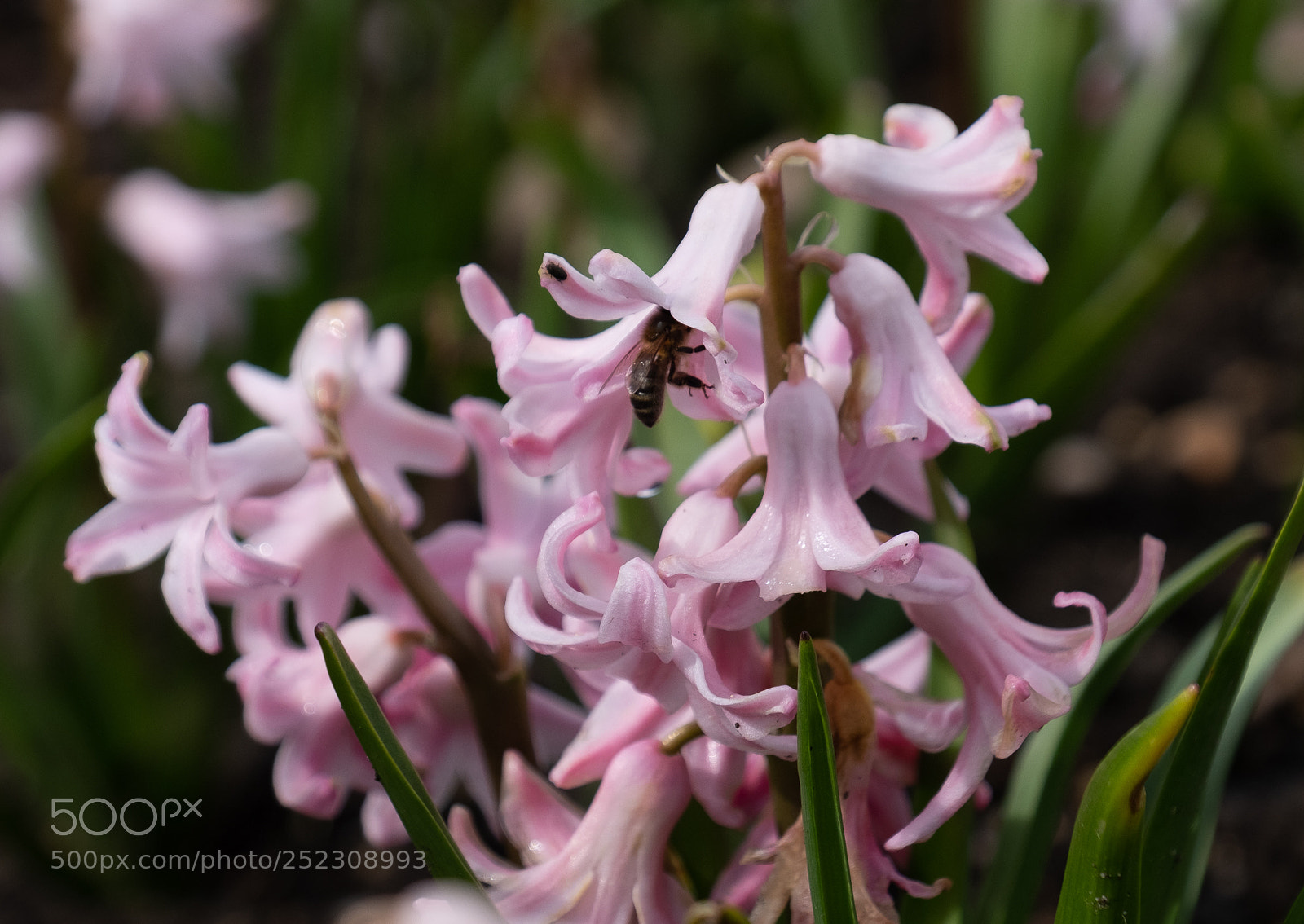 Fujifilm X-T2 sample photo. Hyacinth photography