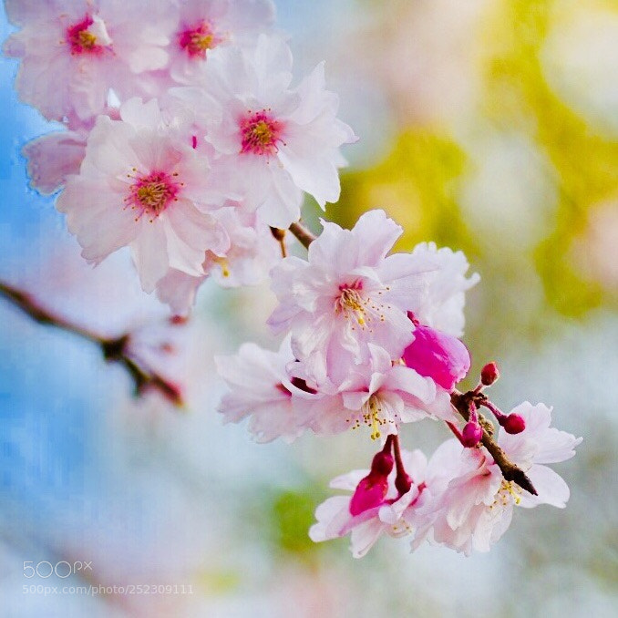 Nikon D7200 sample photo. Cherry blossoms 2018 photography