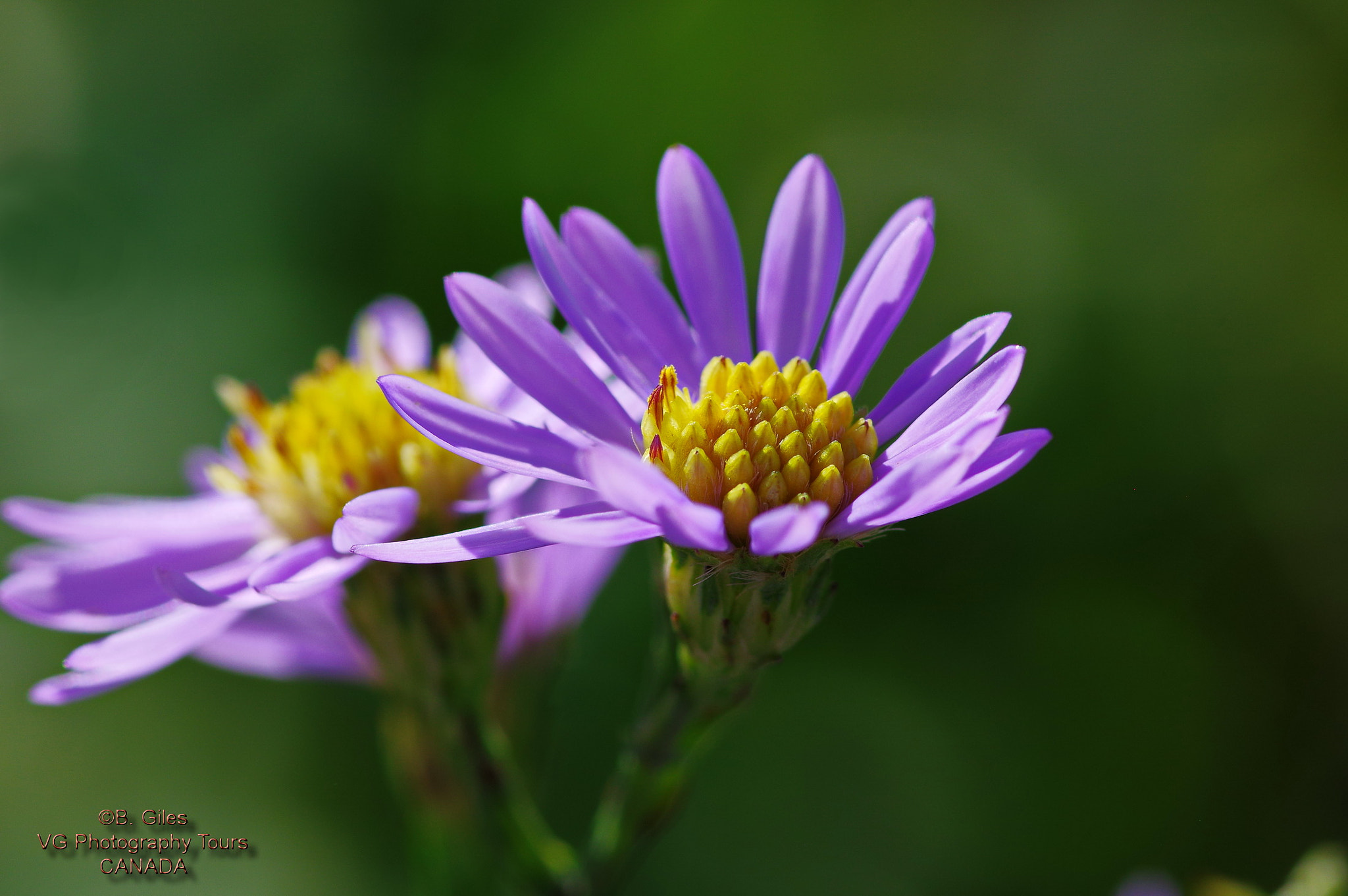 Pentax K-3 sample photo. Spring aster photography