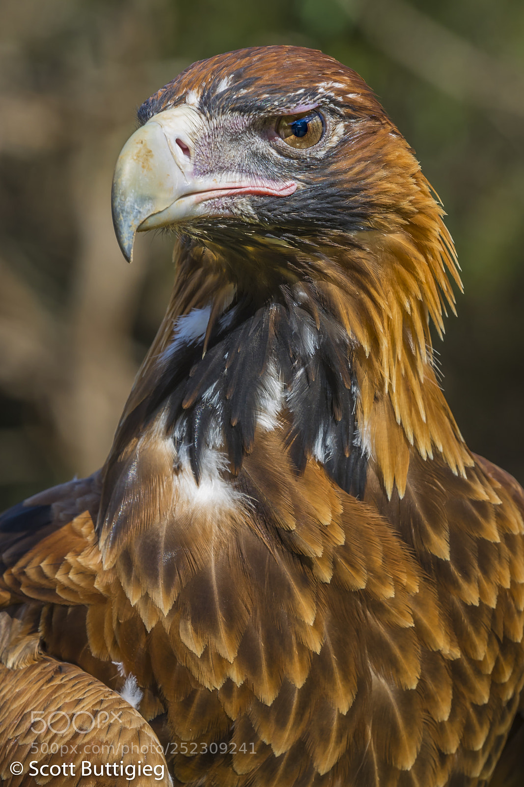 Canon EOS-1D X Mark II sample photo. Eagle eye photography