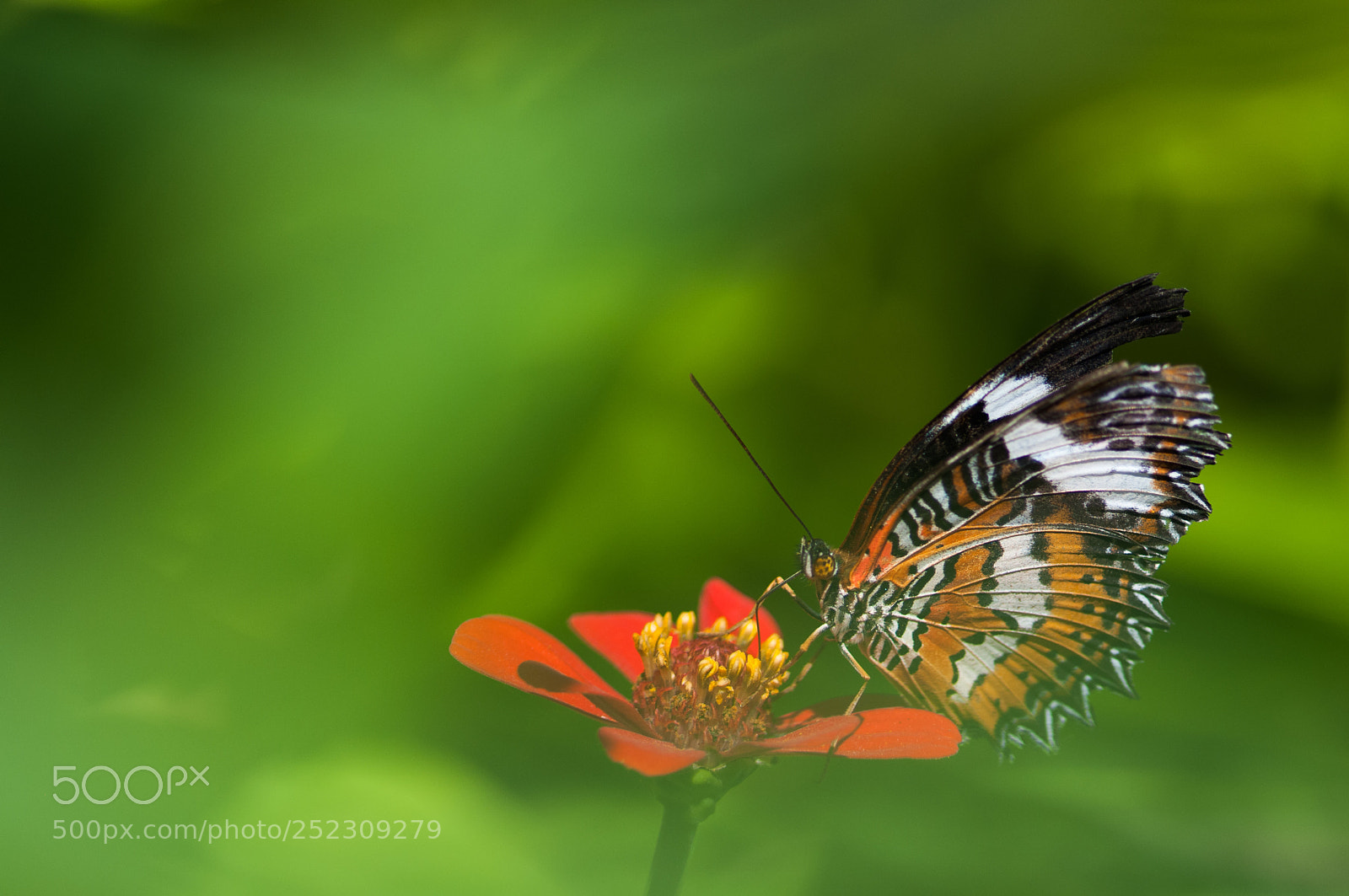 Nikon D300S sample photo. Cute butterfly photography