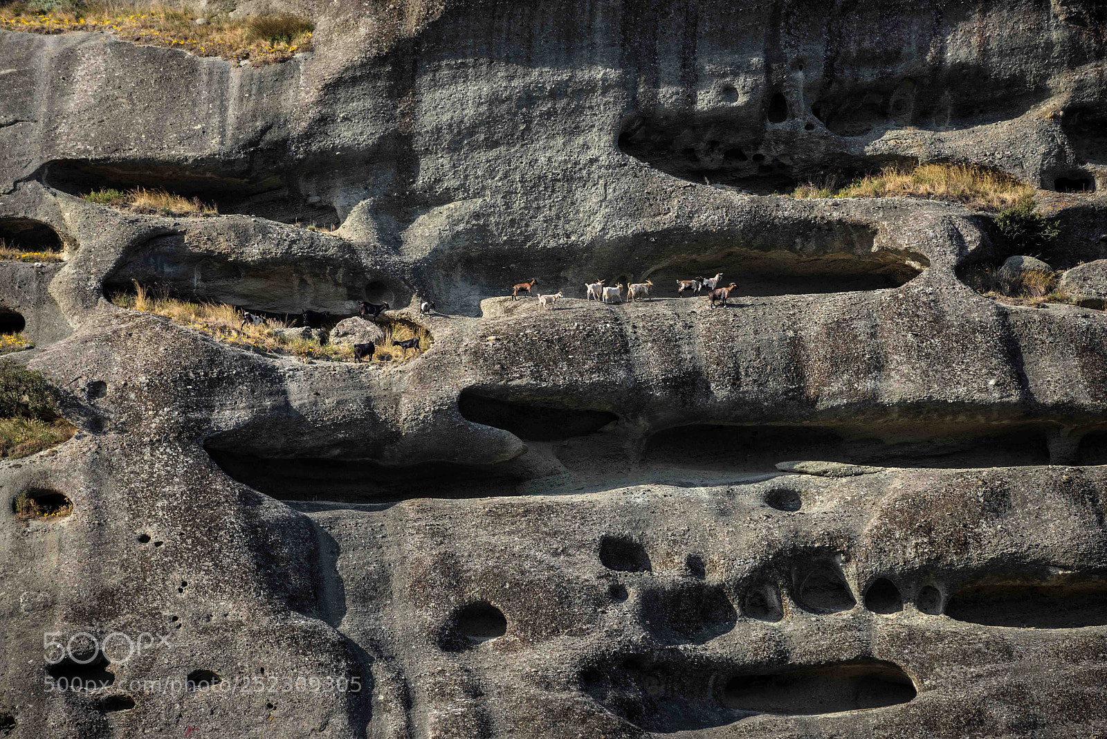 Nikon D600 sample photo. Wild goats on a photography