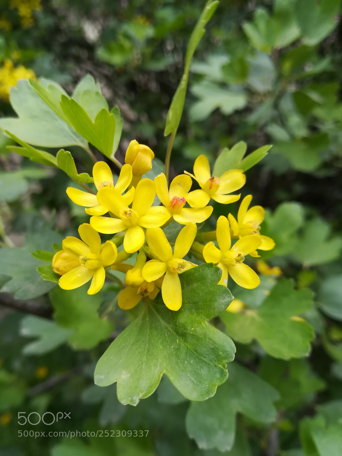 HUAWEI P10 lite sample photo. Flowers photography