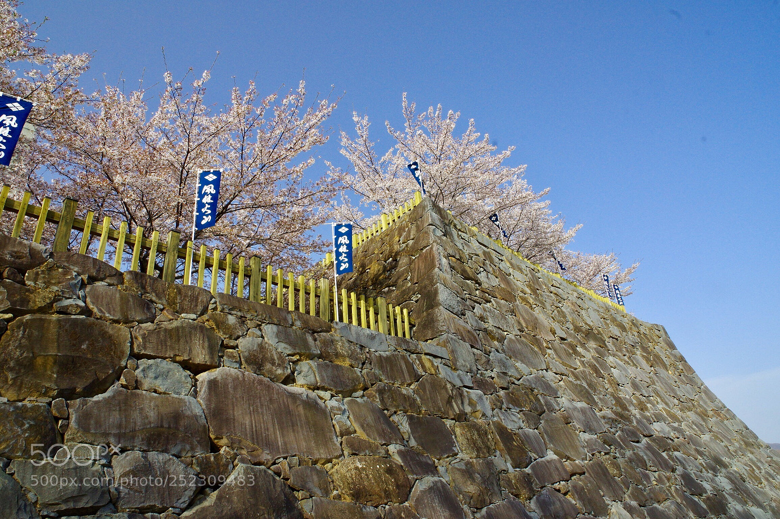 Pentax K-3 II sample photo. Sakura on the castle photography