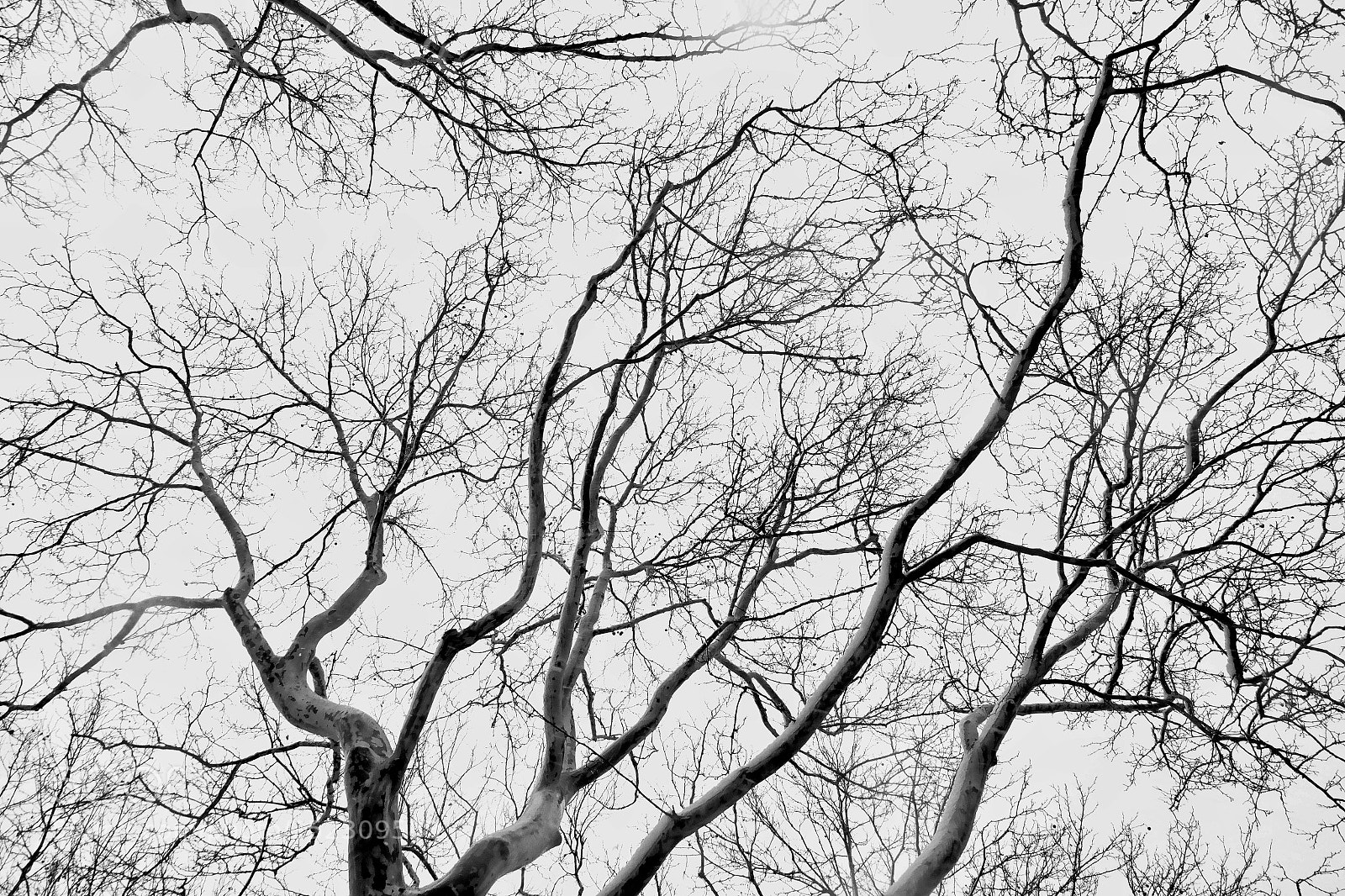 Samsung NX300 sample photo. Sniw branches photography