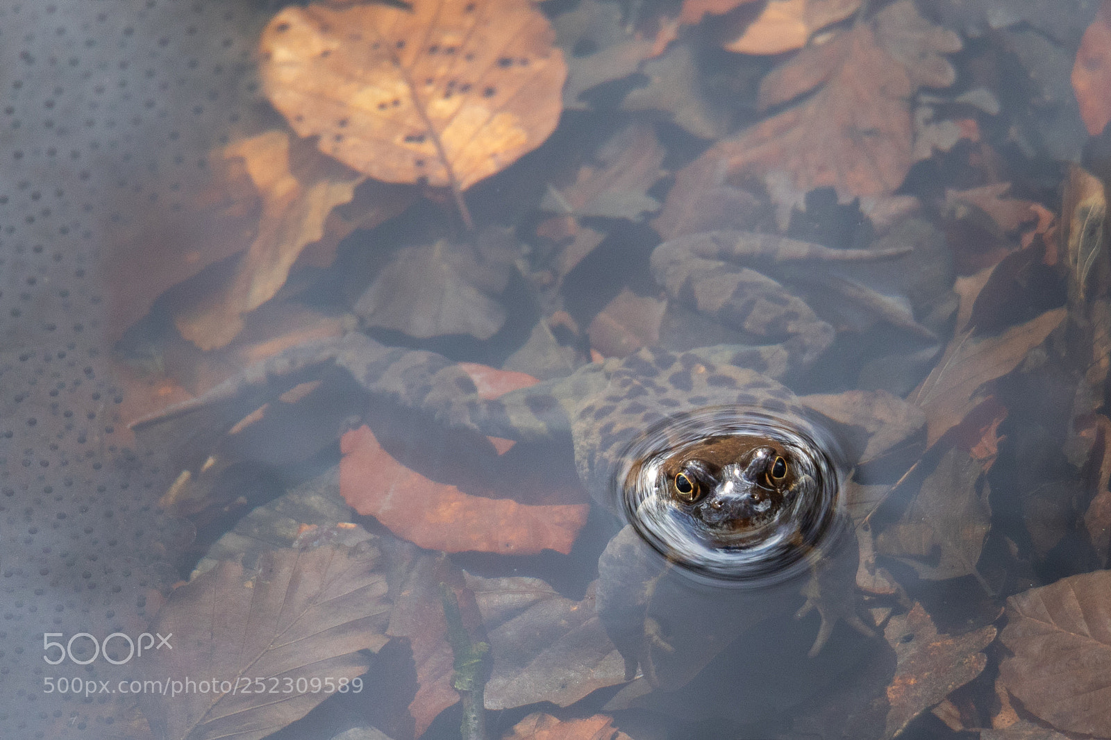 Canon EOS 5D Mark IV sample photo. Frog in the mood photography