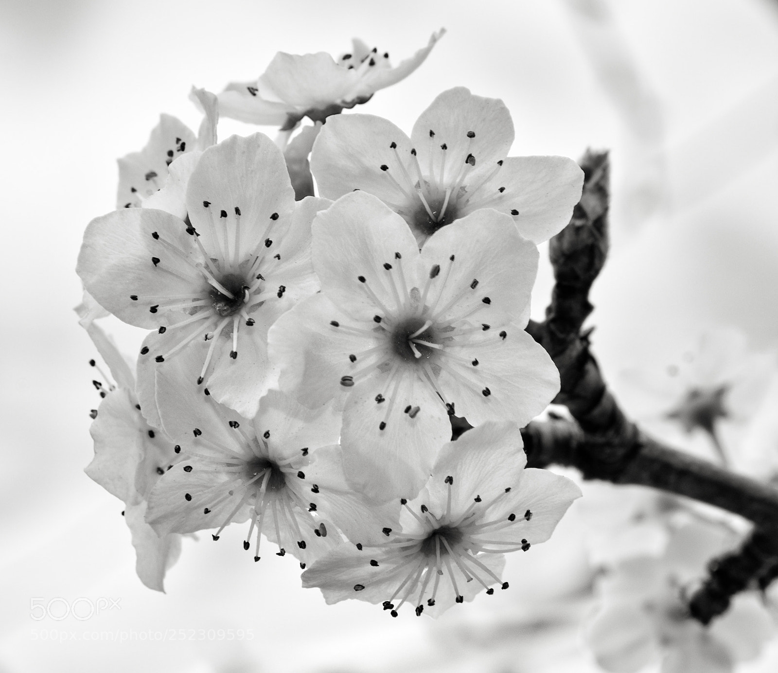 Canon EOS 80D sample photo. White photography