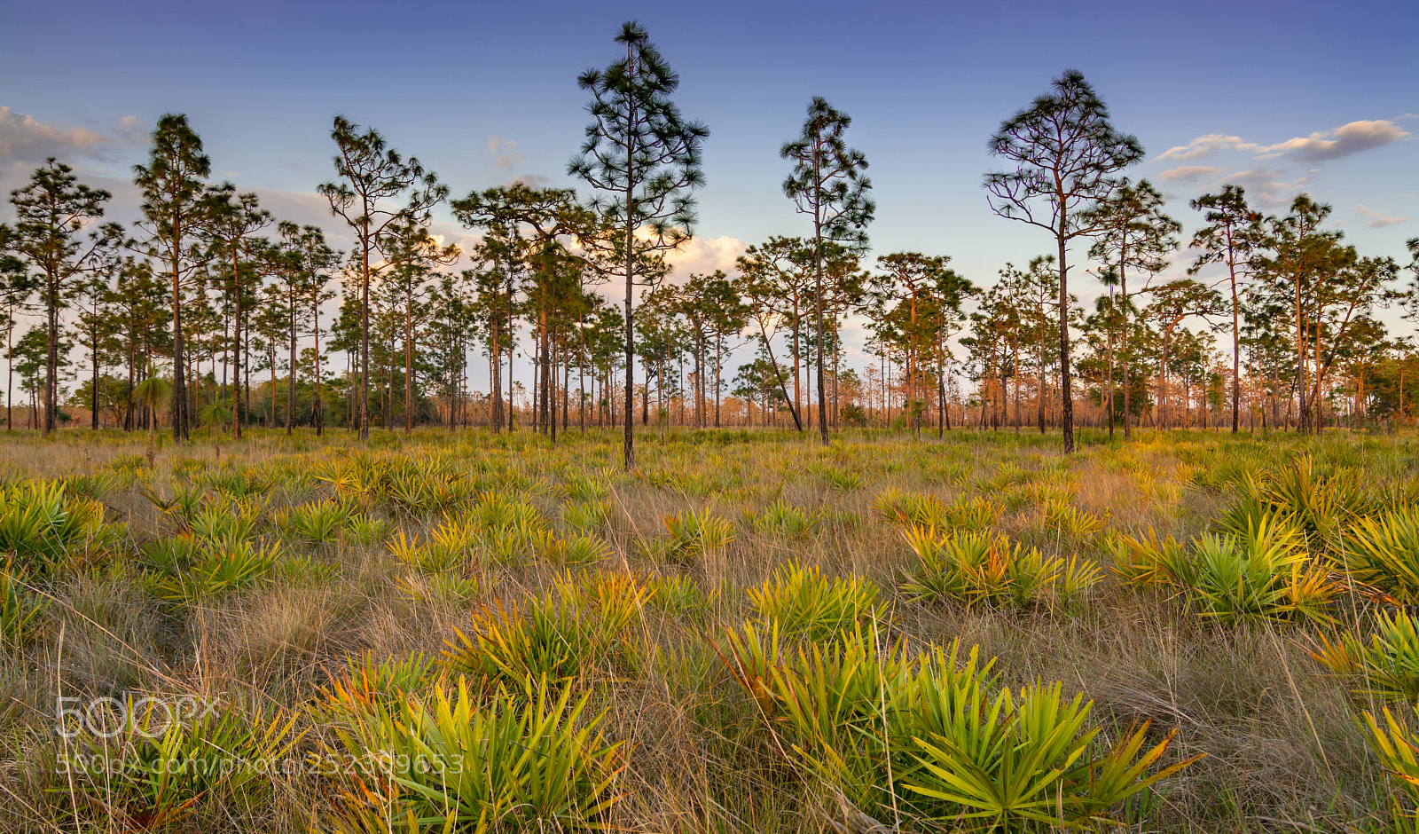 Nikon D7100 sample photo. Pine flatwoods photography