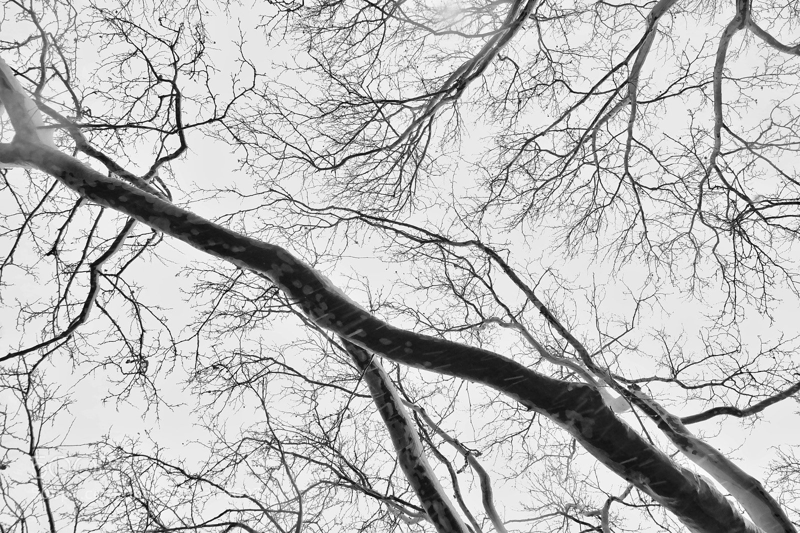 Samsung NX300 sample photo. Winter branch 2 photography