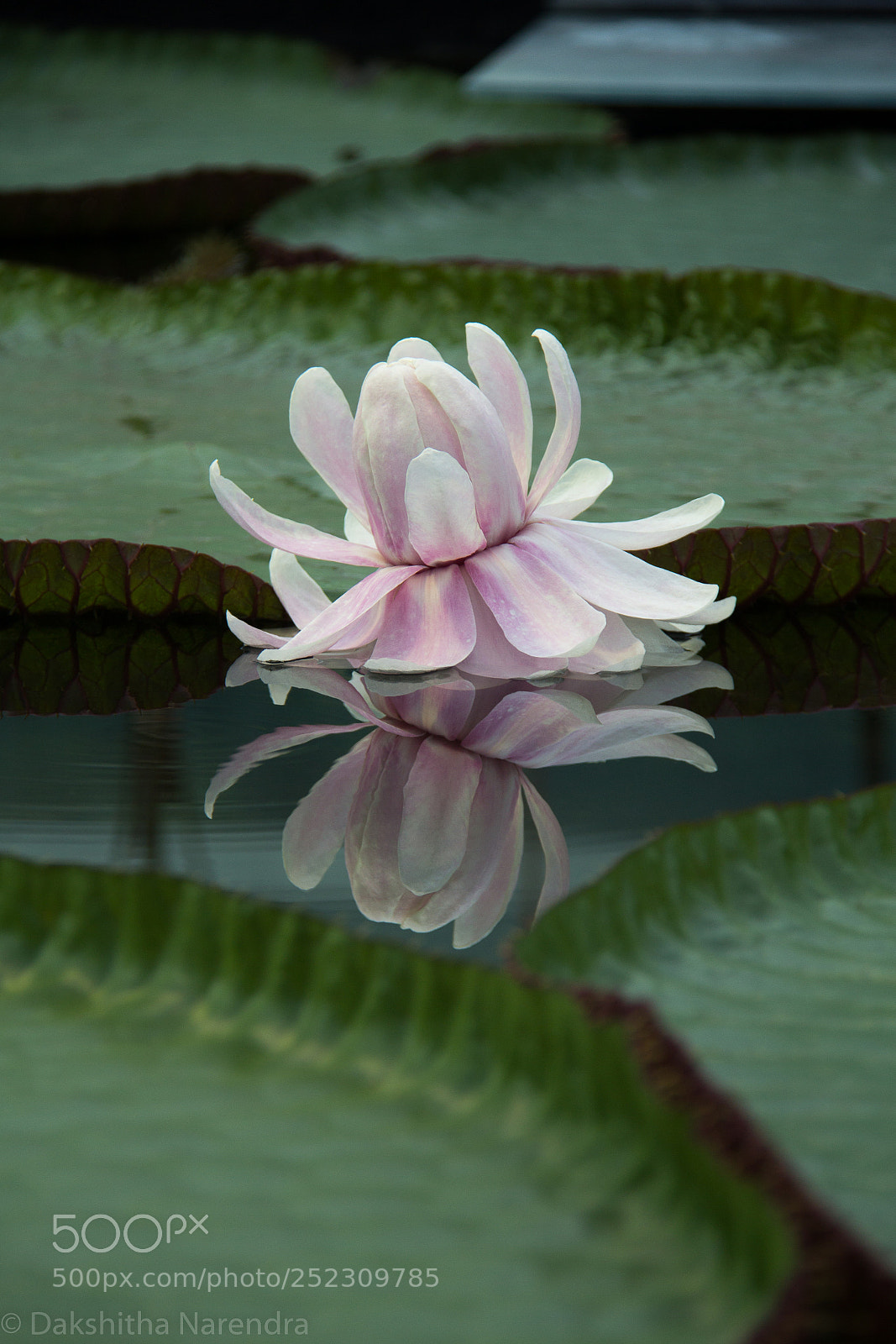 Canon EOS 60D sample photo. Lotus flower. photography
