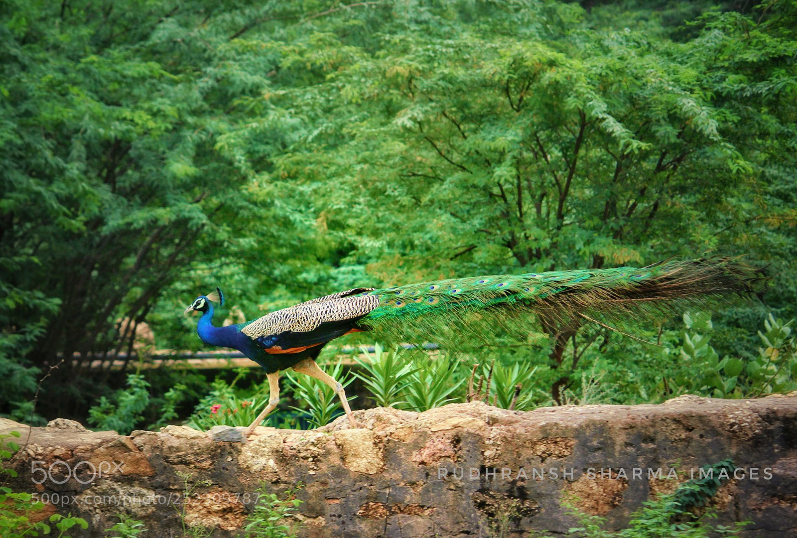 Canon EOS 700D (EOS Rebel T5i / EOS Kiss X7i) sample photo. ** indian peafowl ** photography