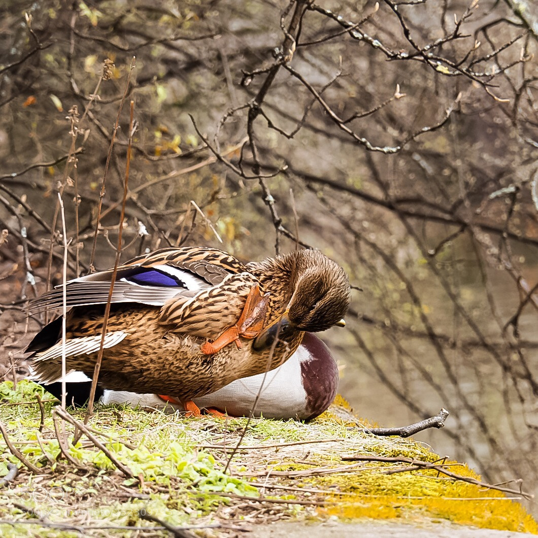 Olympus OM-D E-M10 II sample photo. Ducks photography