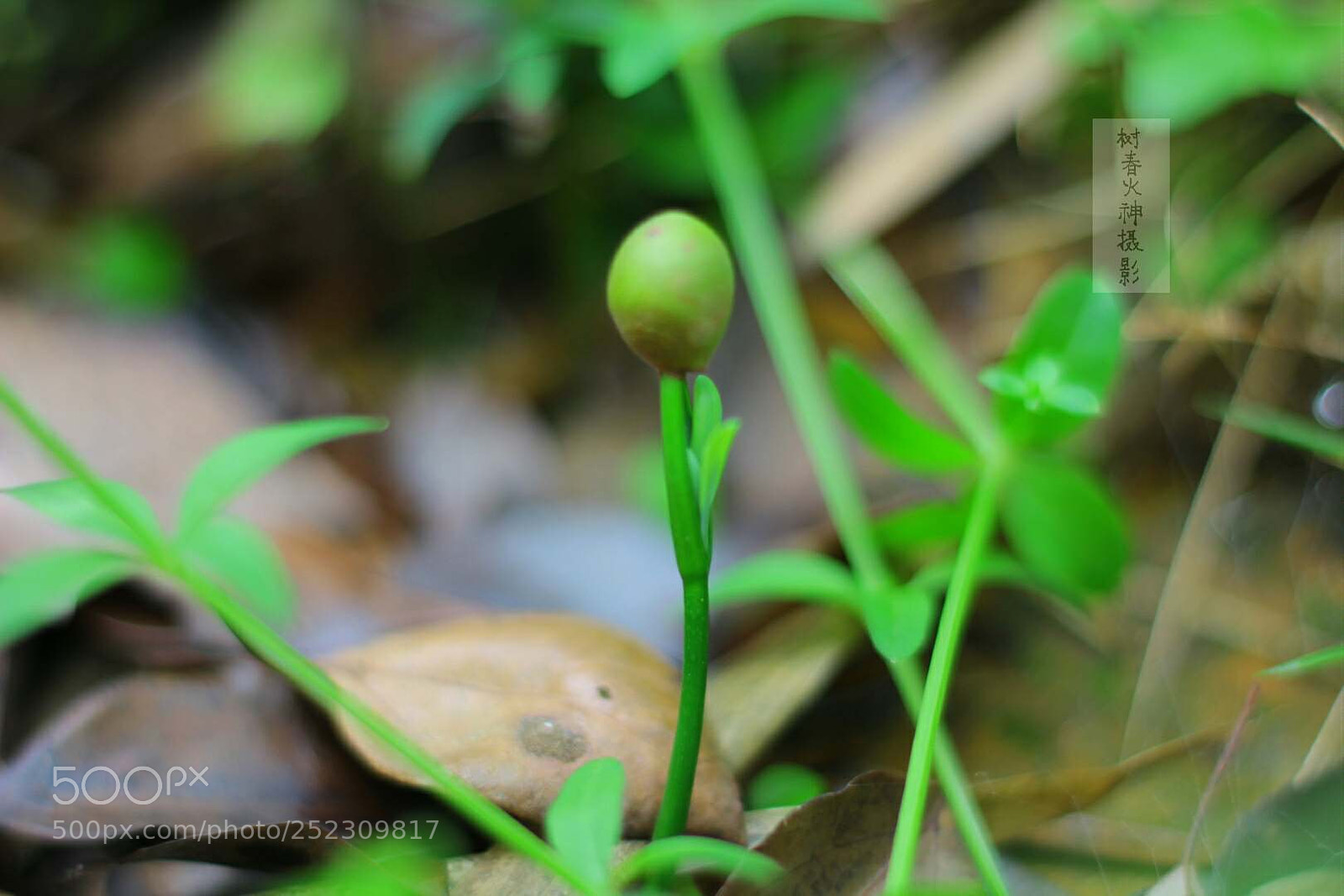 Canon EOS 60D sample photo. Untitled photography