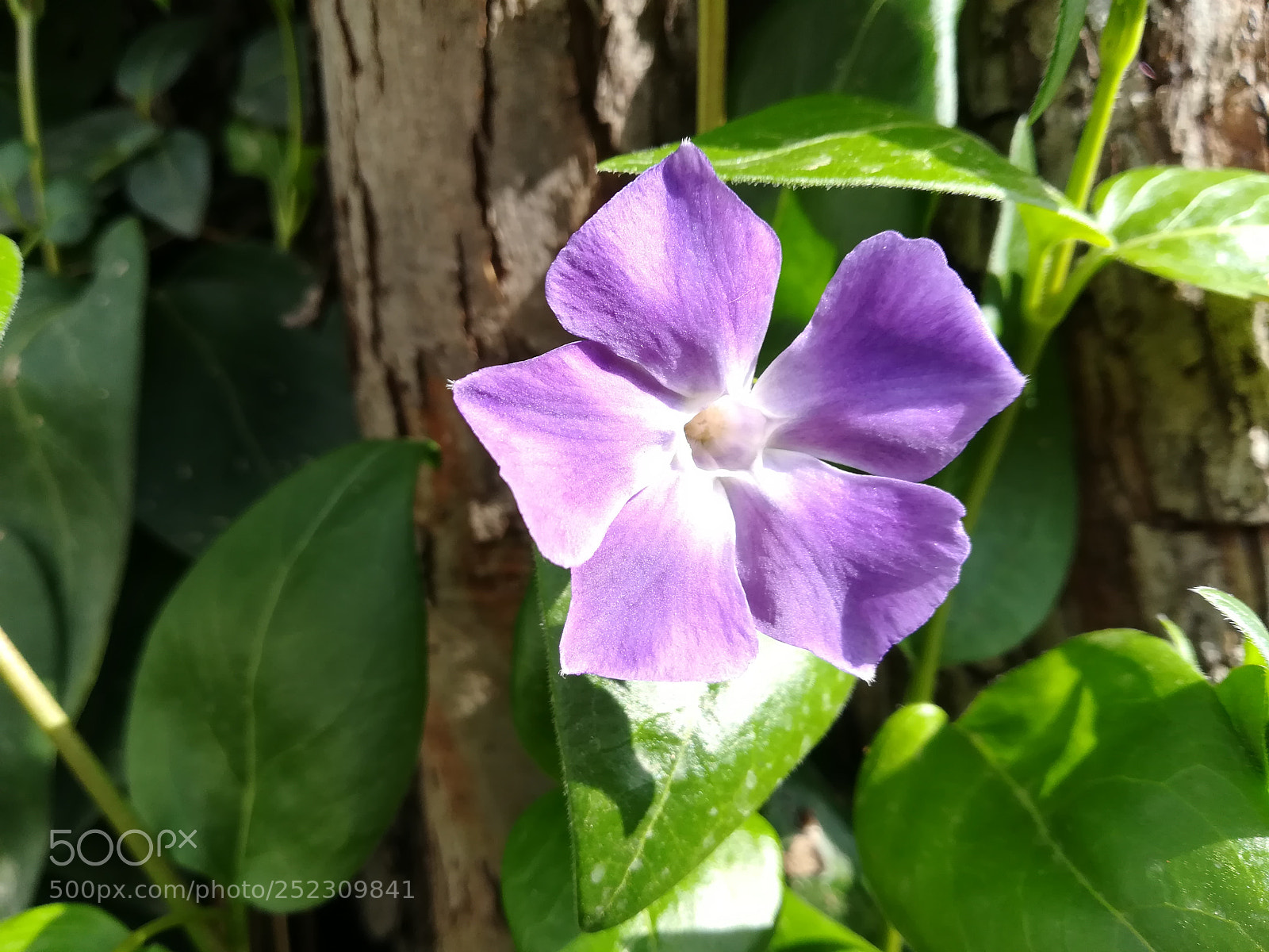 HUAWEI P10 lite sample photo. Flowers photography