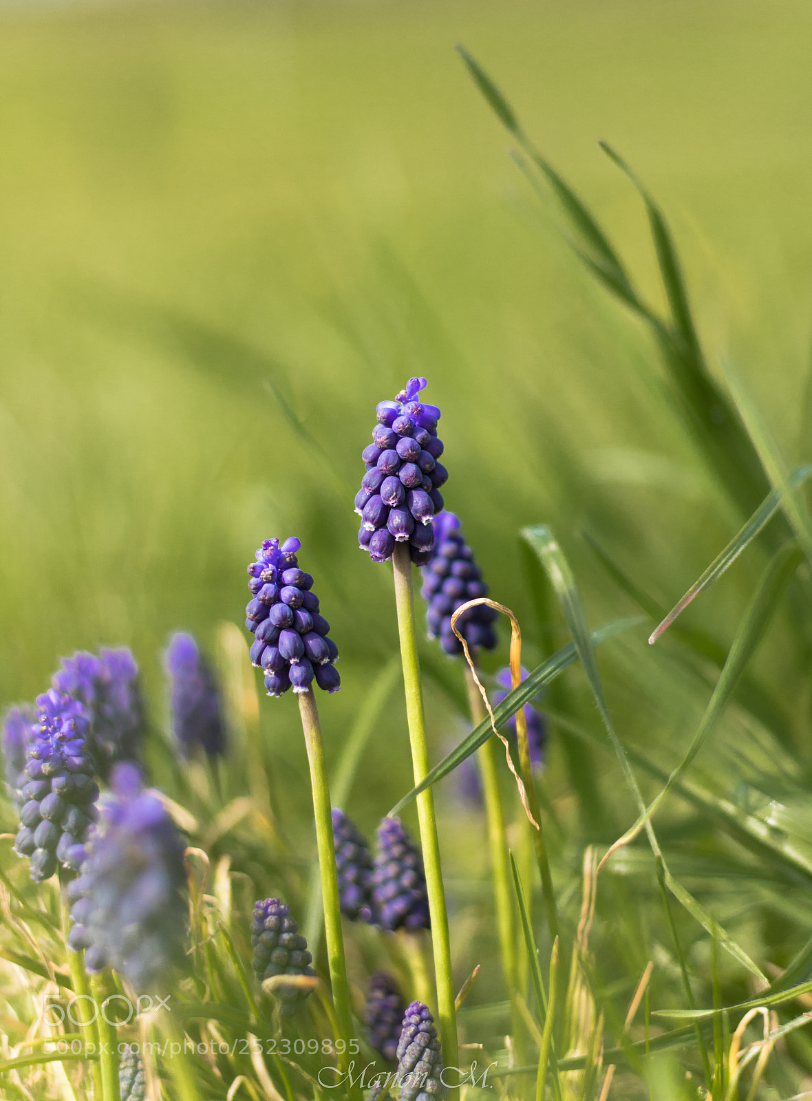 Canon EOS 750D (EOS Rebel T6i / EOS Kiss X8i) sample photo. Jolies clochettes photography