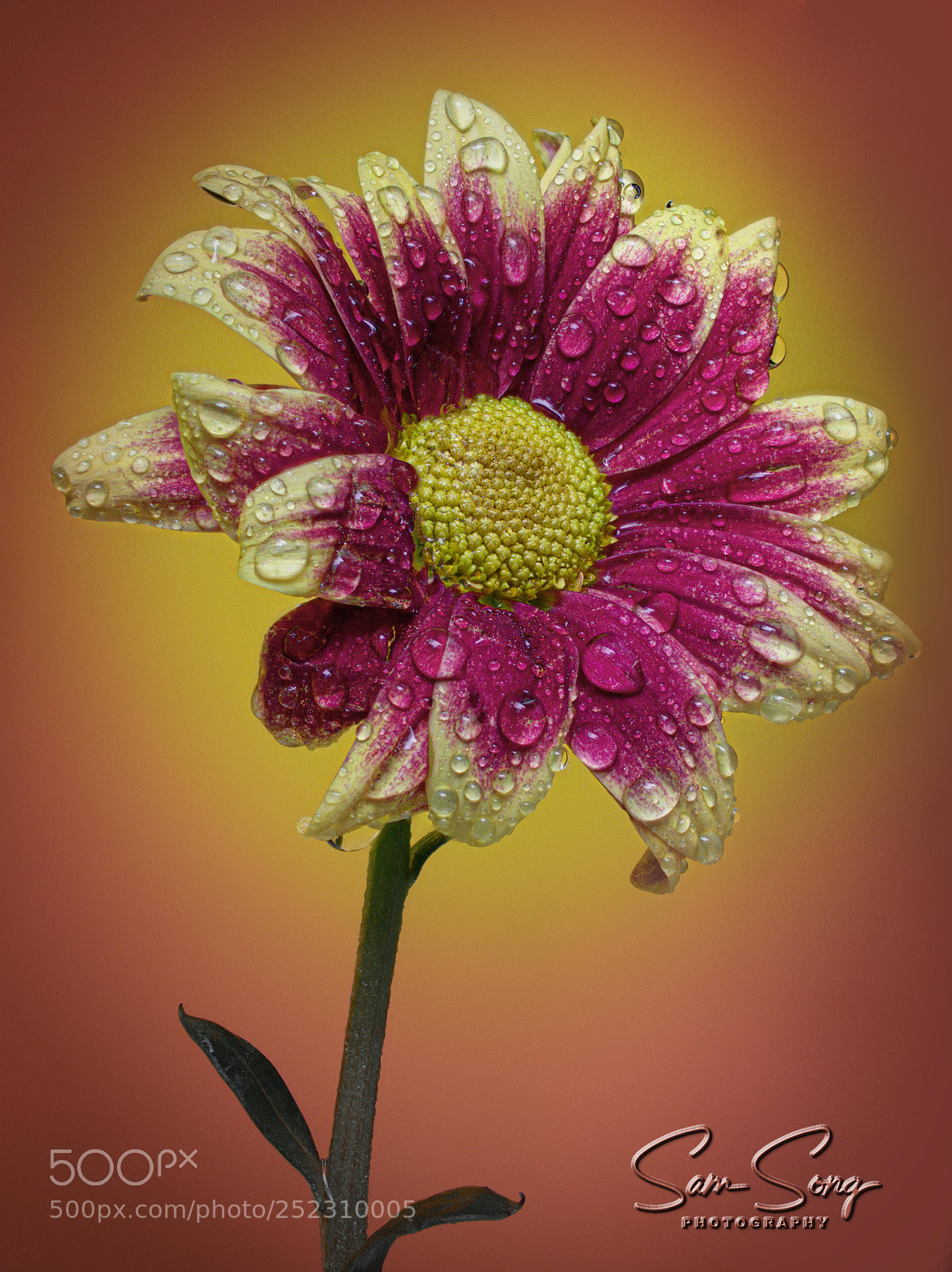 Olympus OM-D E-M10 III sample photo. Only a chrysanthemum photography