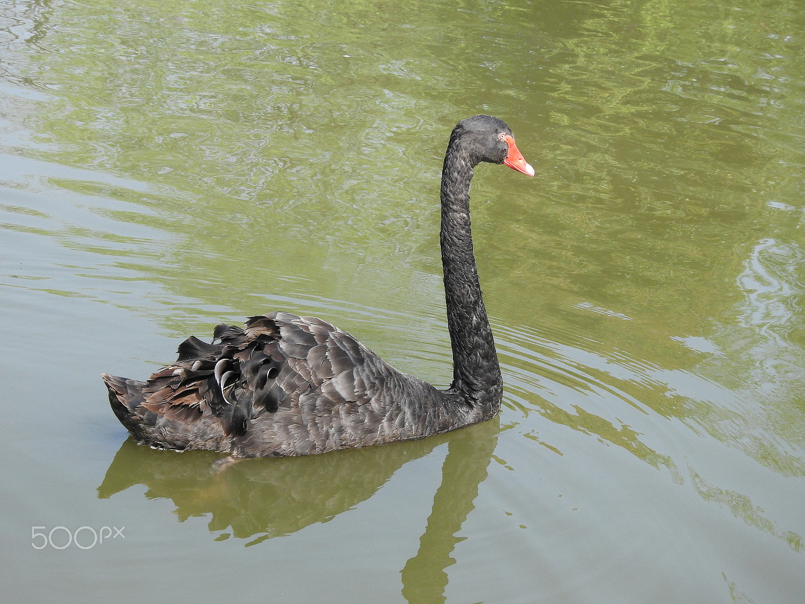 Nikon COOLPIX P900s sample photo. Floating on a pond photography