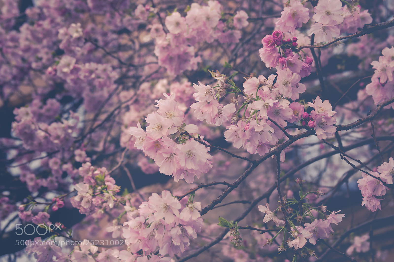 Sony Cyber-shot DSC-RX10 III sample photo. Close-up of spring cherry photography