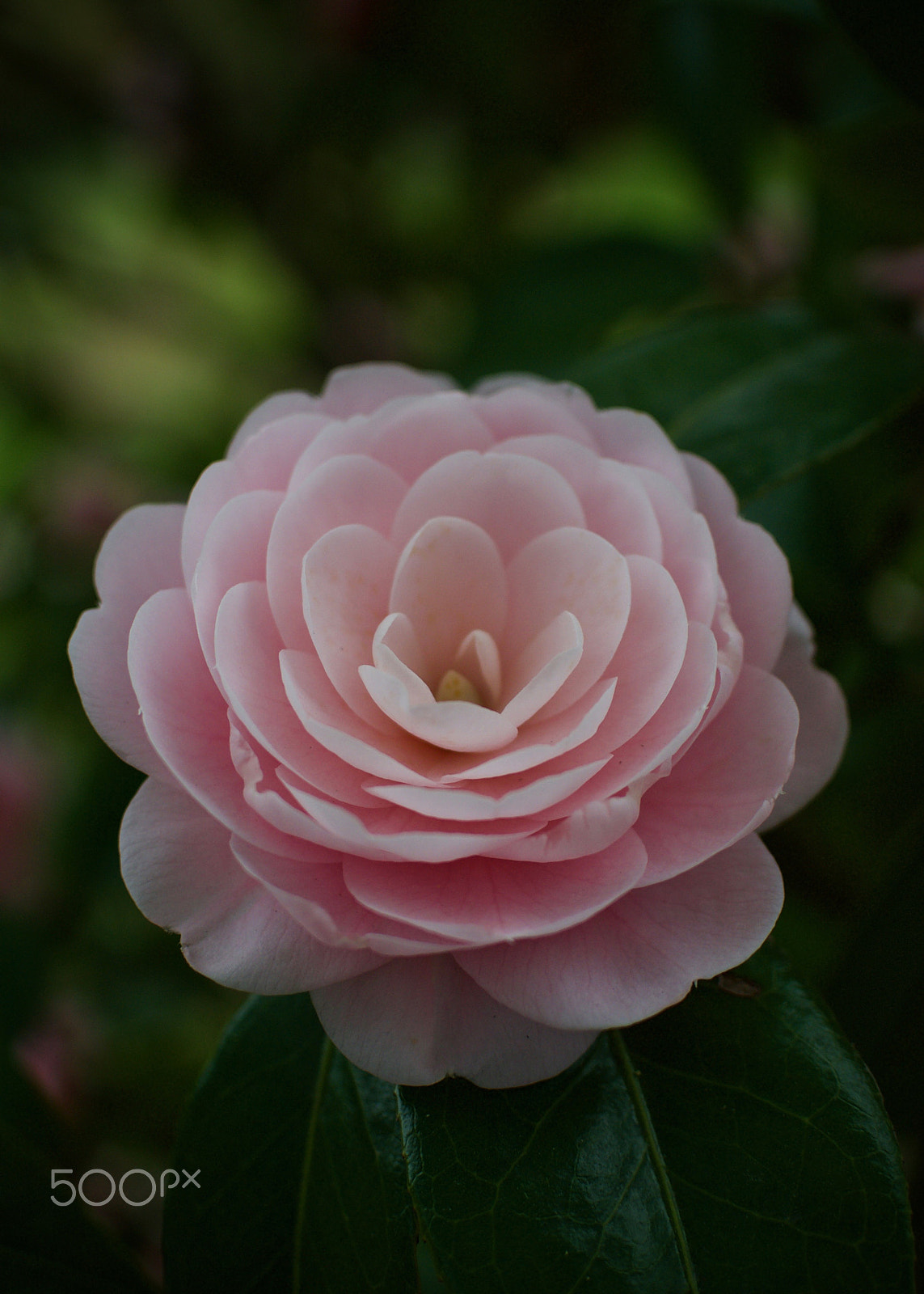 Nikon 1 J2 sample photo. Camellia blossom photography