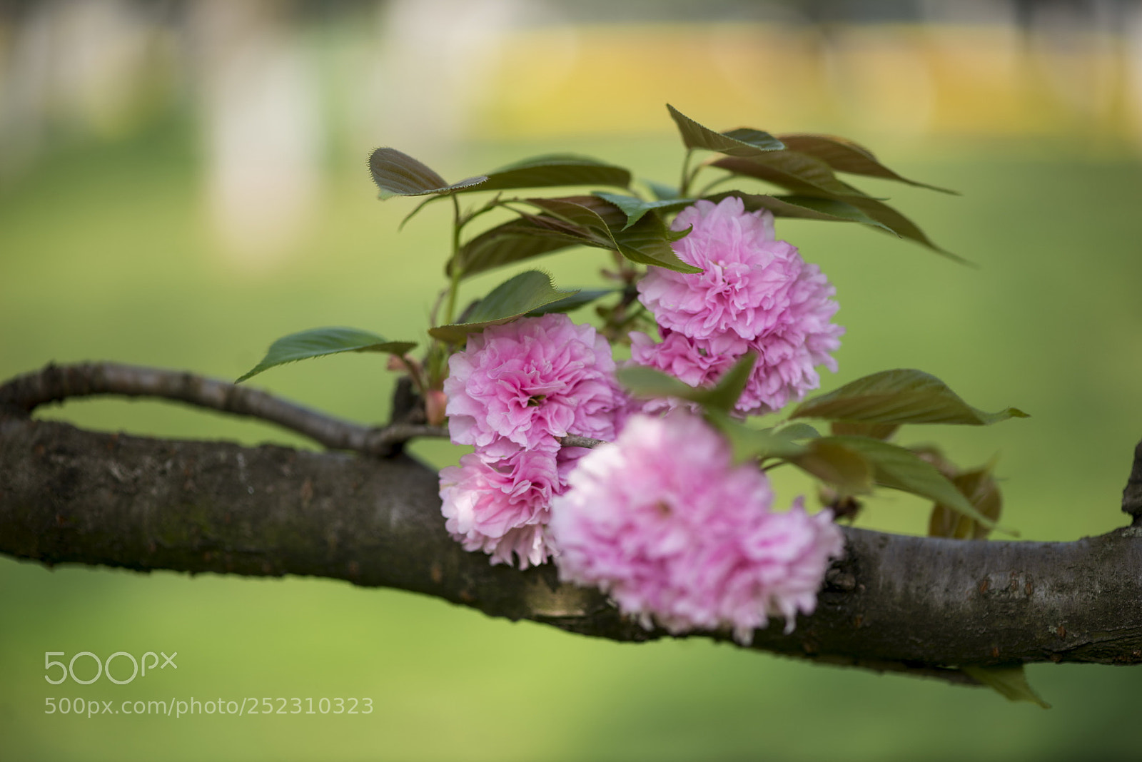 Nikon D800E sample photo. Cherry blossoms photography