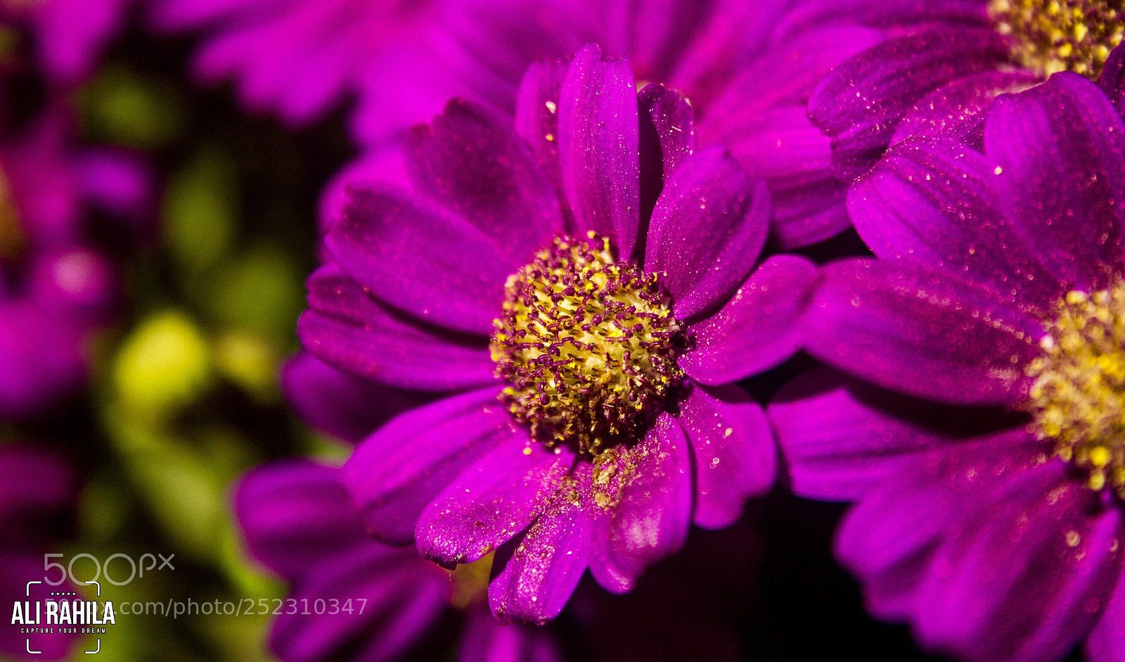 Canon EOS 60D sample photo. Flowers photography