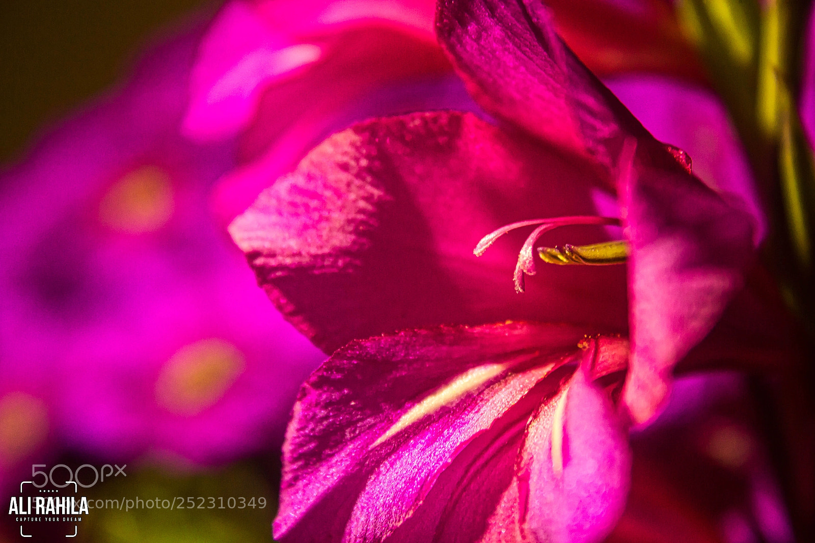 Canon EOS 60D sample photo. Flowers photography
