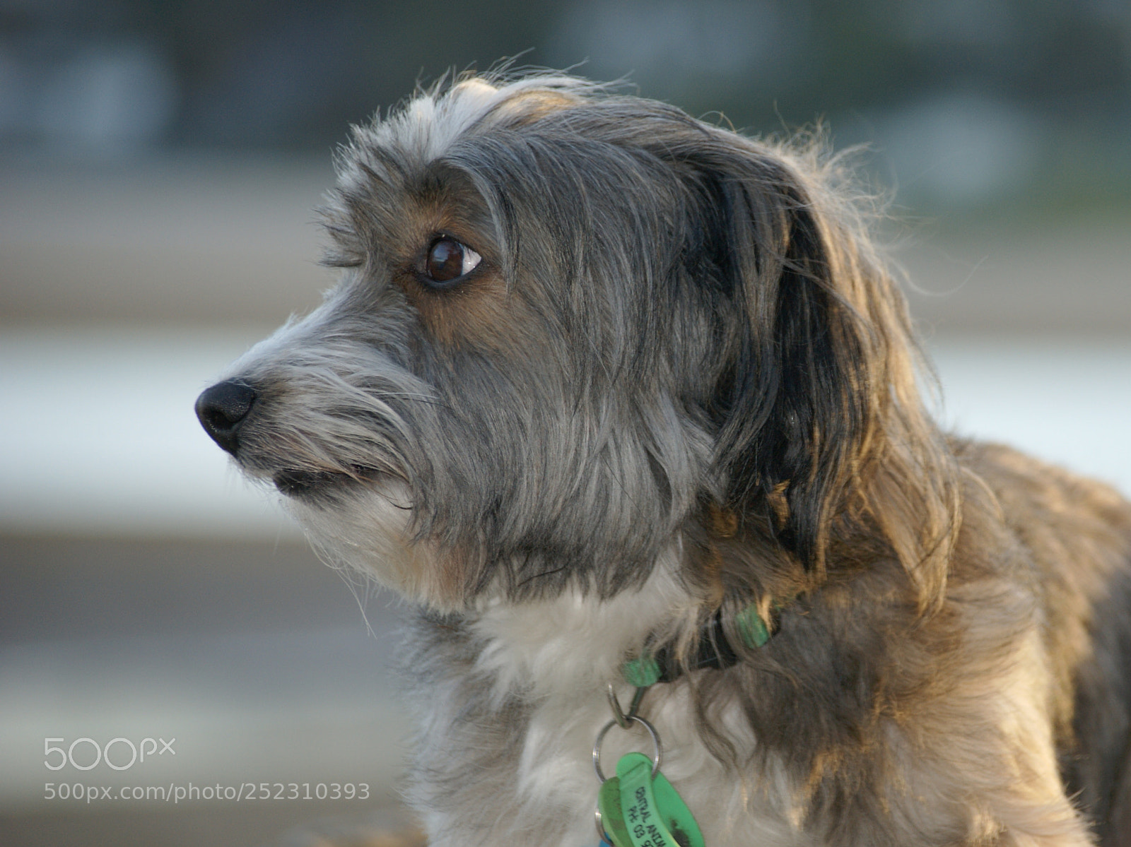 Sony Alpha DSLR-A390 sample photo. Untitled photography
