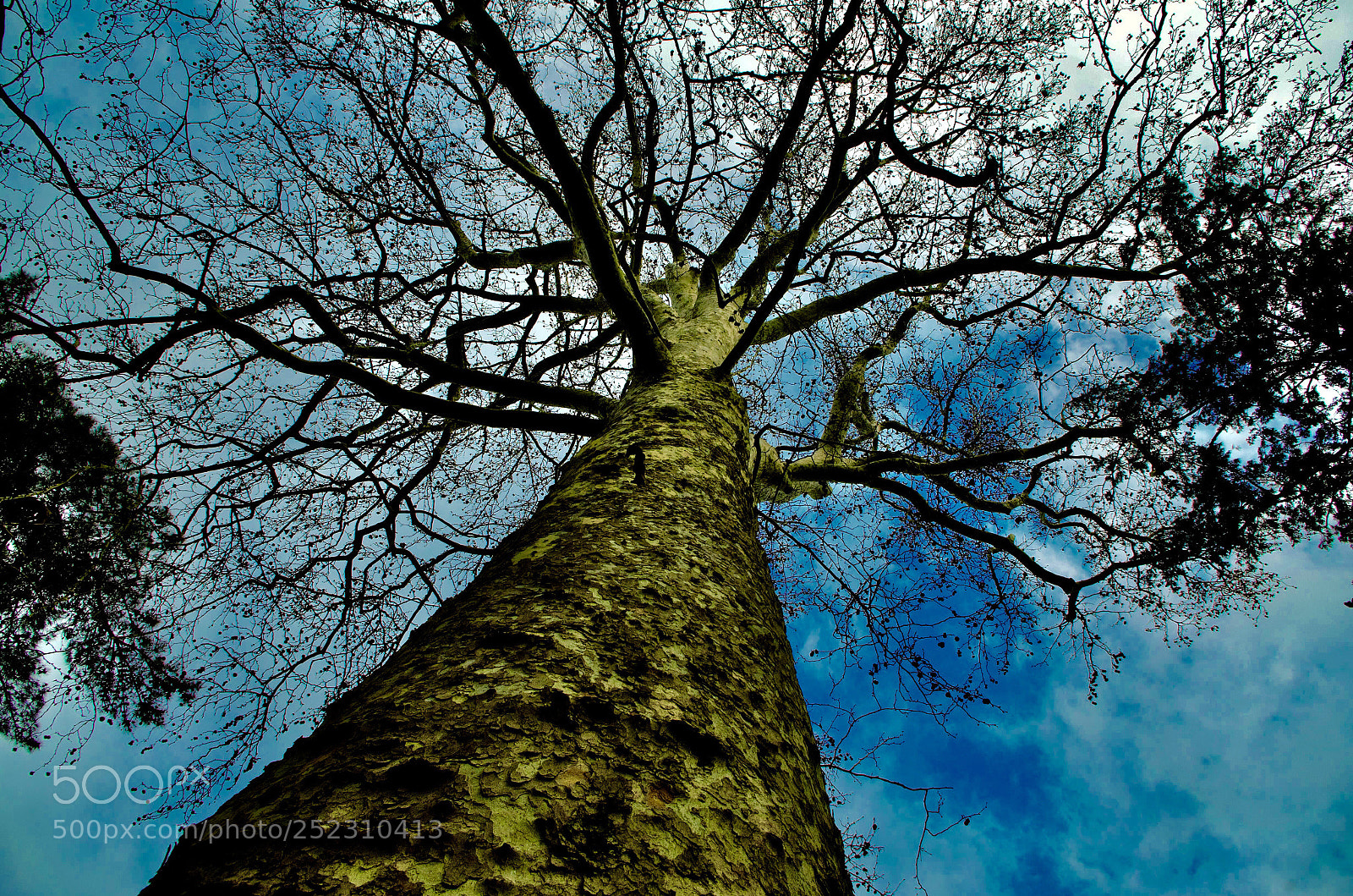 Pentax K-500 sample photo. Tree photography