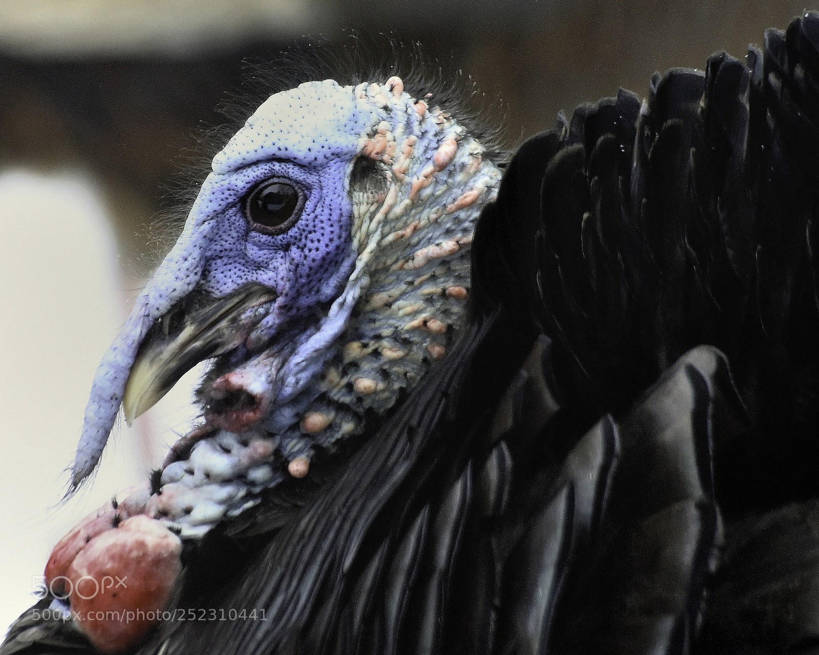 Nikon D810 sample photo. Tarted up photography