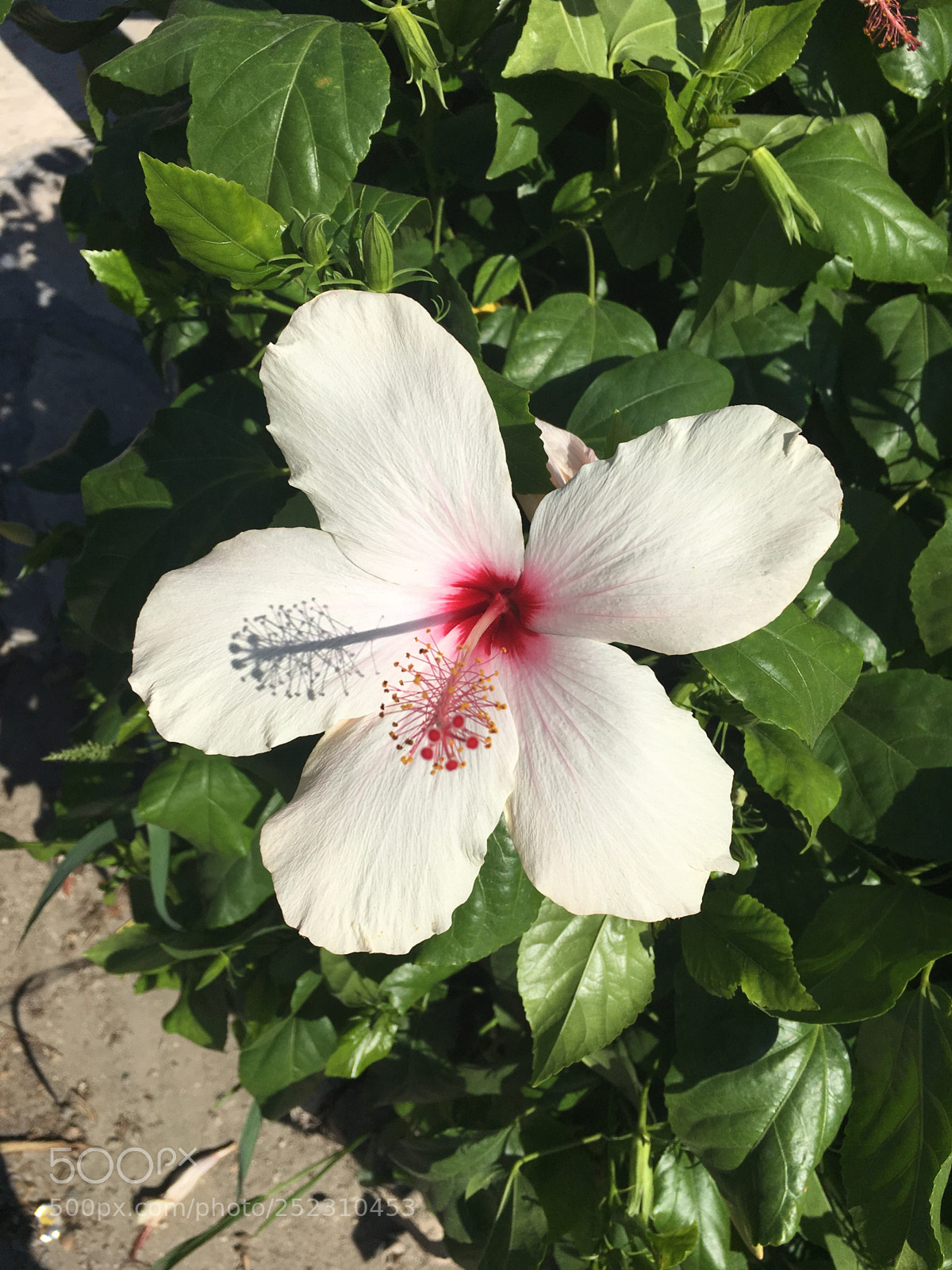 Apple iPhone 6s sample photo. Glorious photography