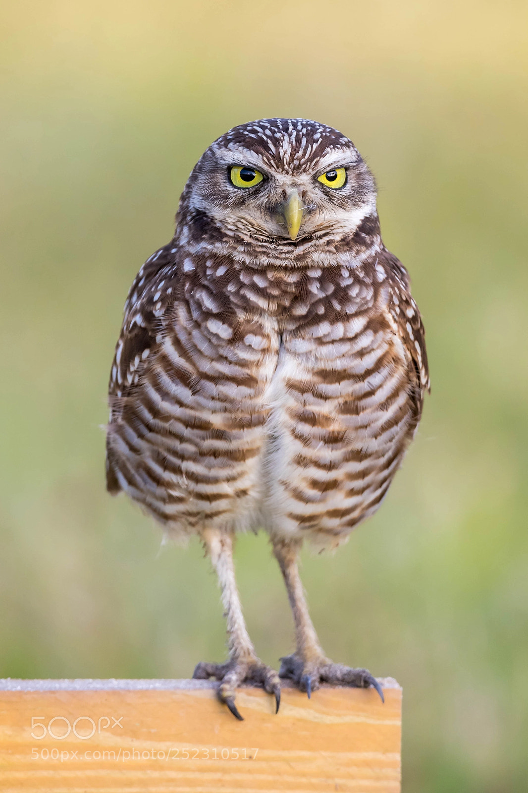 Canon EOS 7D Mark II sample photo. Borrowing owl photography