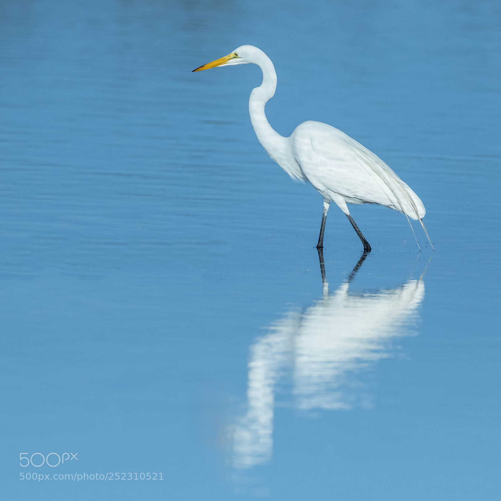 Canon EOS 7D Mark II sample photo. White egret in blue photography