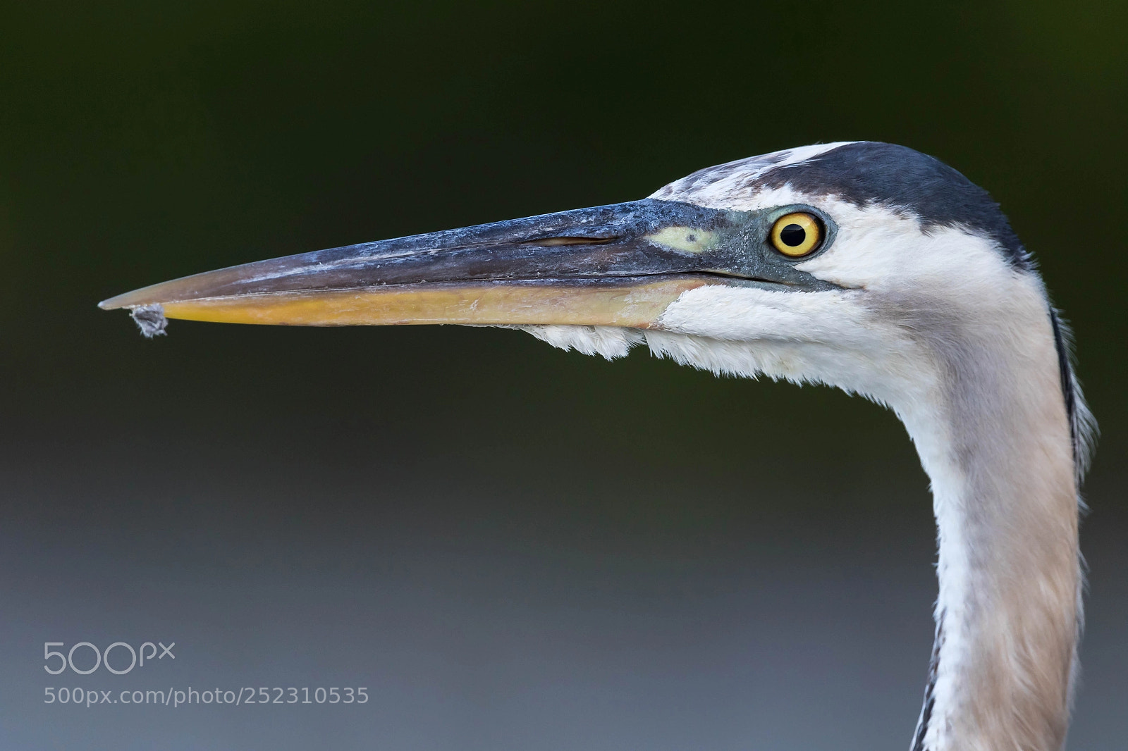 Canon EOS 7D Mark II sample photo. Great blue heron photography