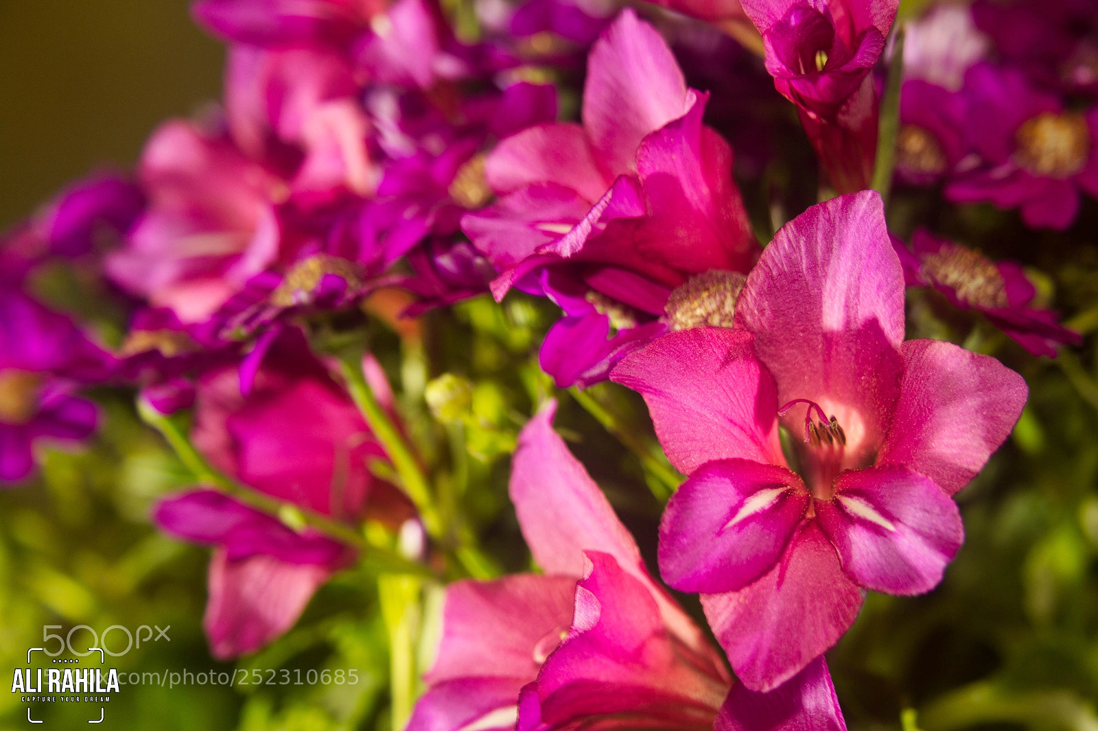 Canon EOS 60D sample photo. Flowers photography