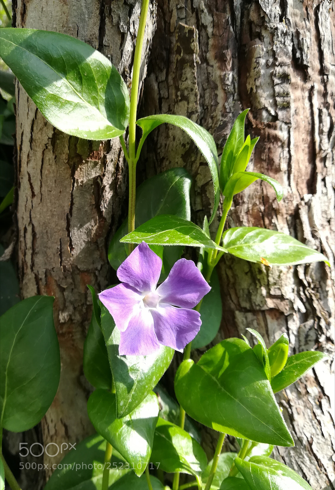 HUAWEI P10 lite sample photo. Flowers photography
