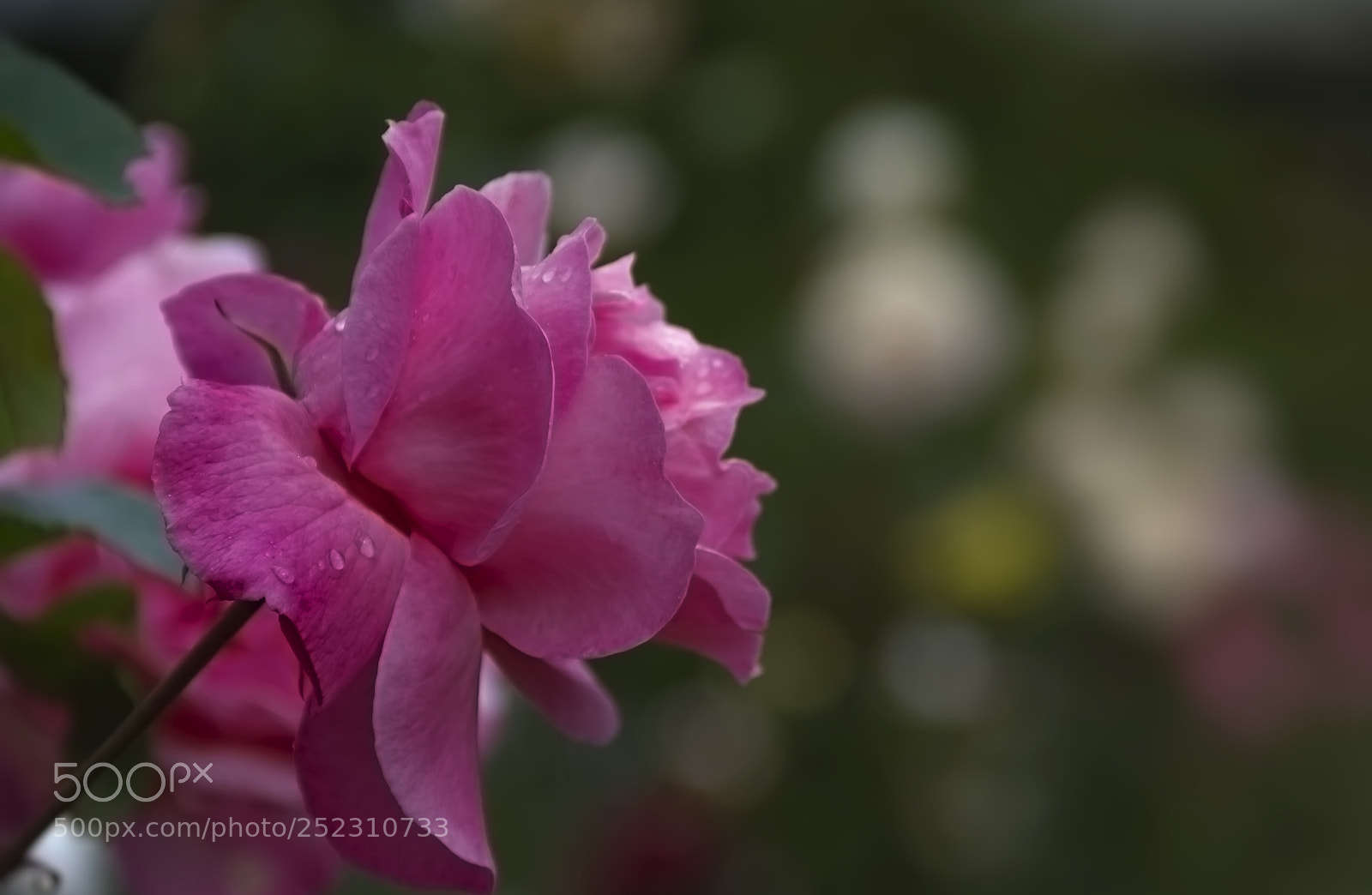 Canon EOS 7D sample photo. Rose photography