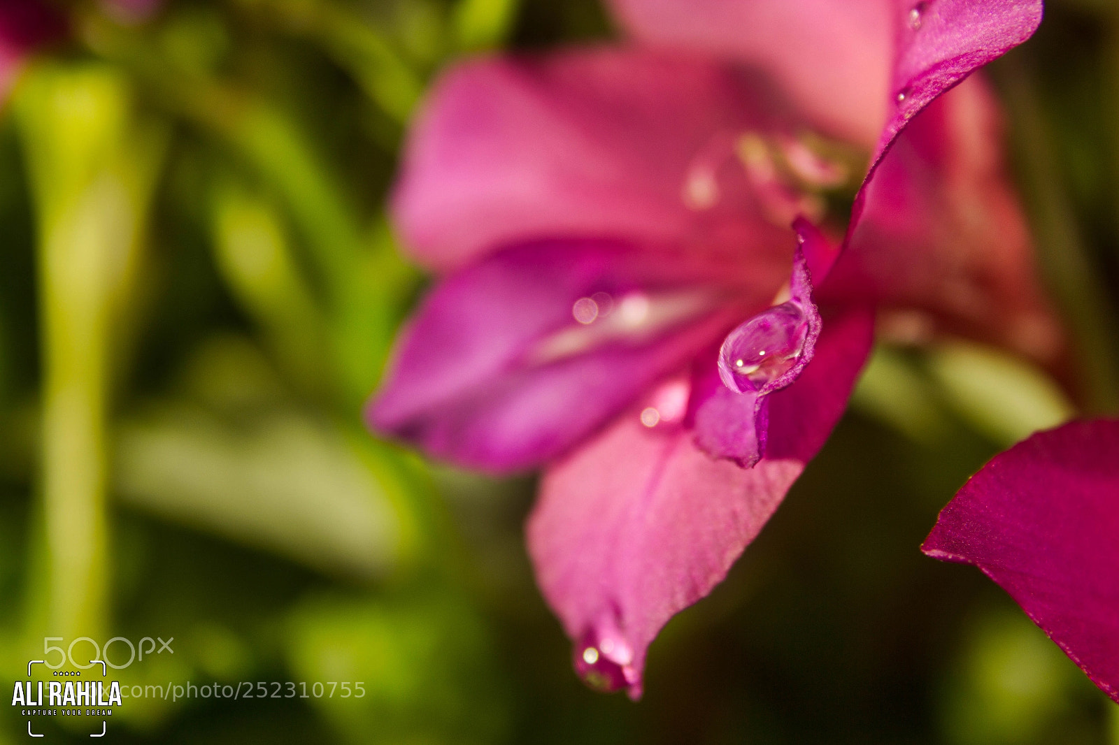Canon EOS 60D sample photo. Flowers photography