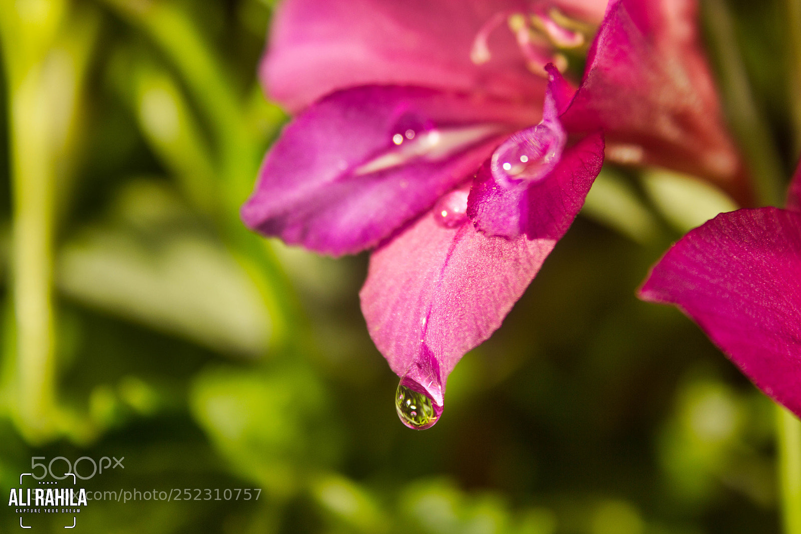 Canon EOS 60D sample photo. Flowers photography