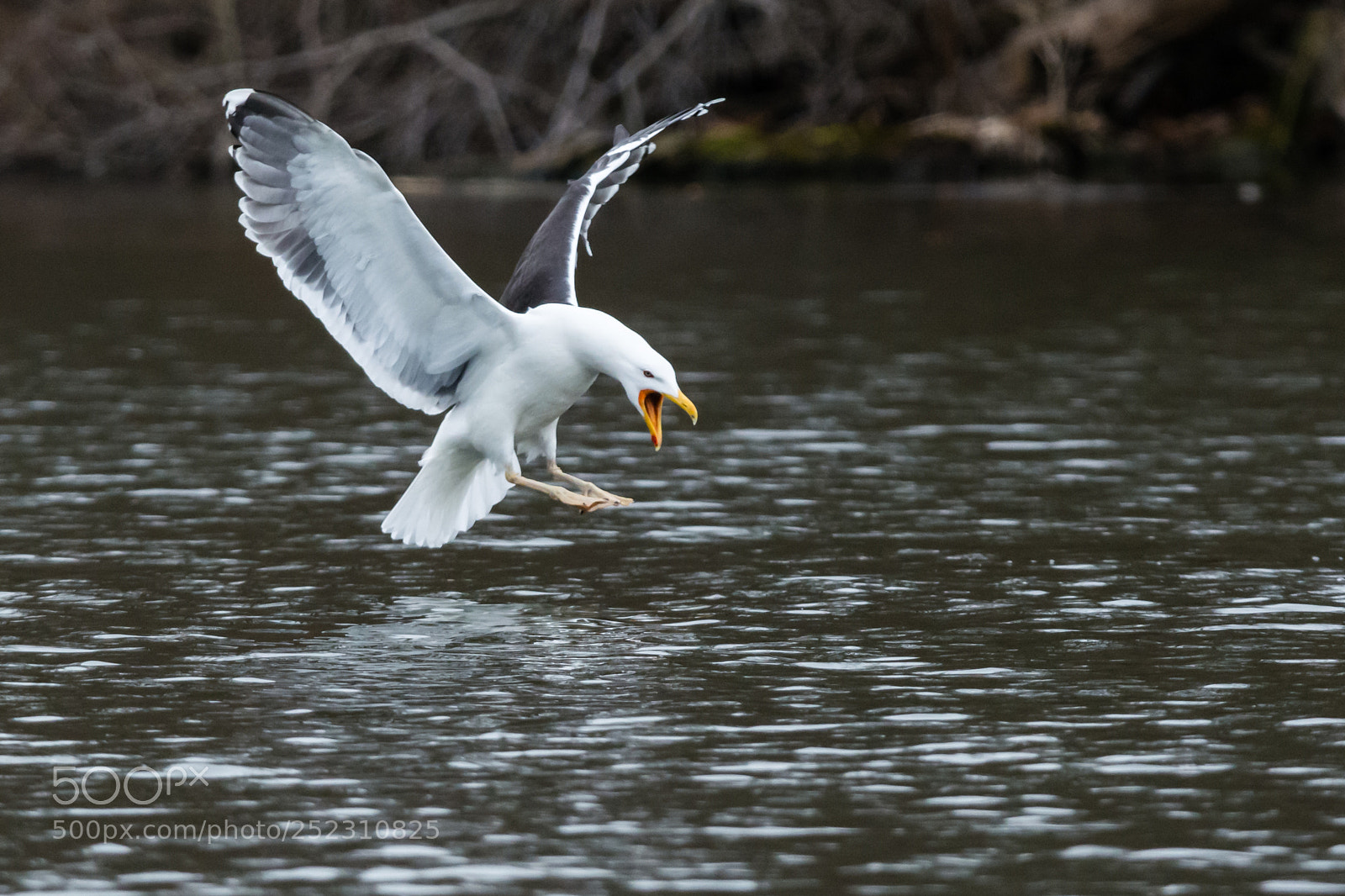 Nikon D7100 sample photo. Seagull landing in lake photography