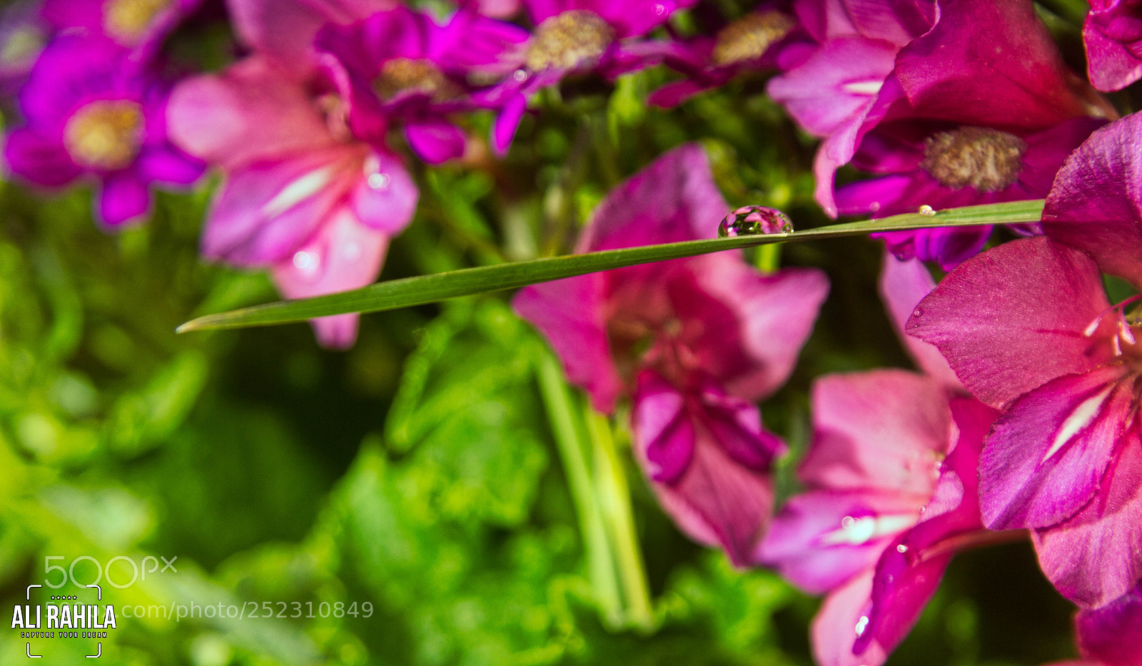 Canon EOS 60D sample photo. Flowers photography