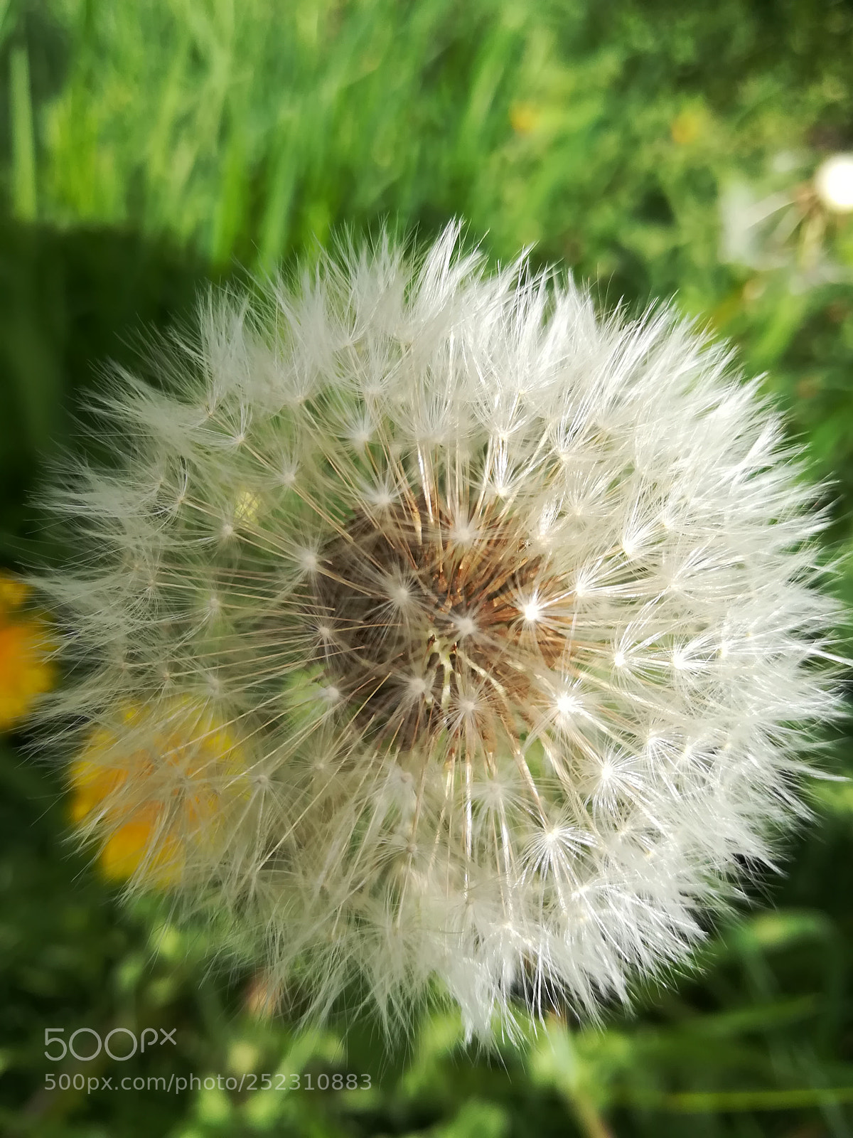 HUAWEI P10 lite sample photo. Flowers photography