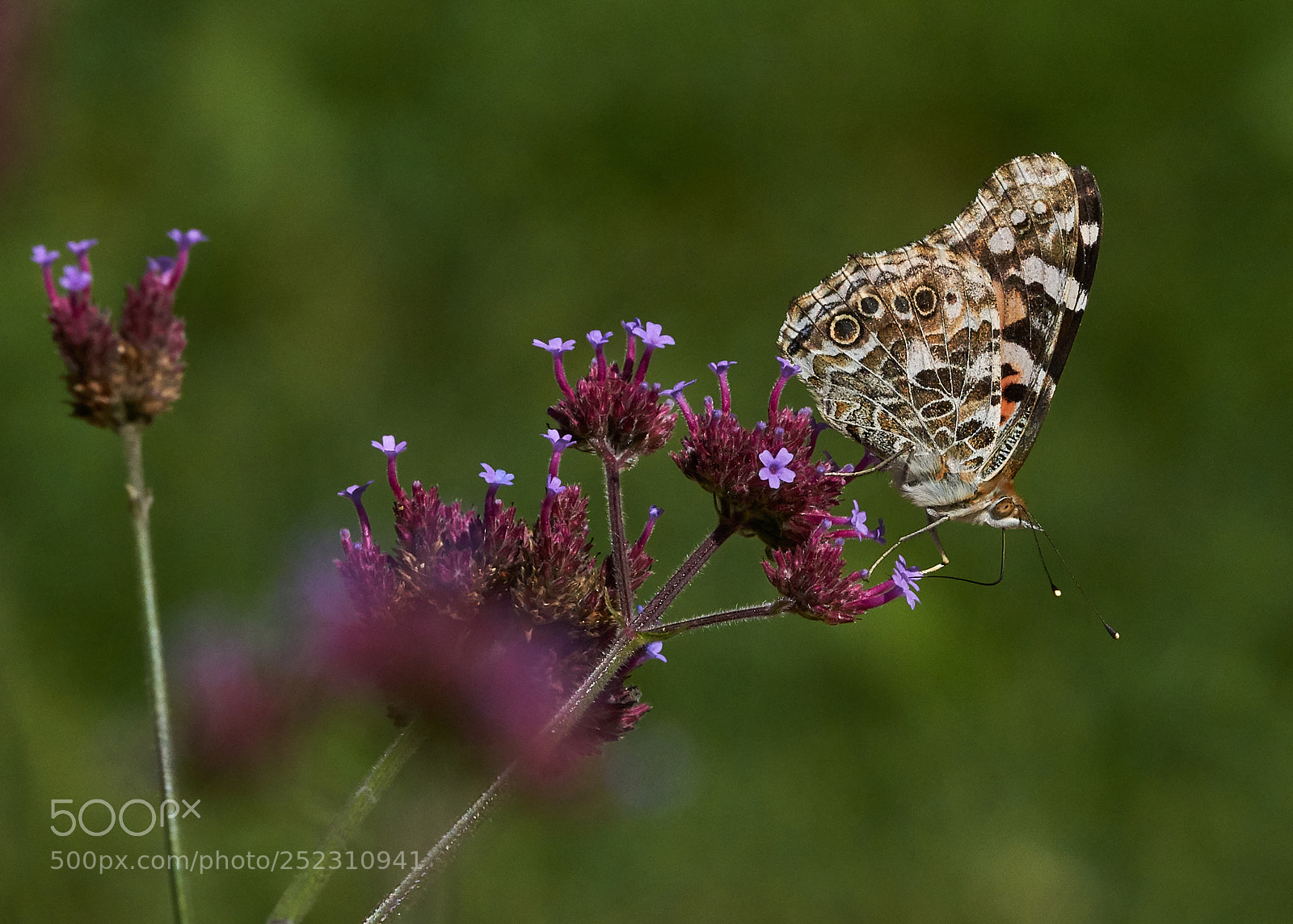 Sony a6000 sample photo. Painted lady photography