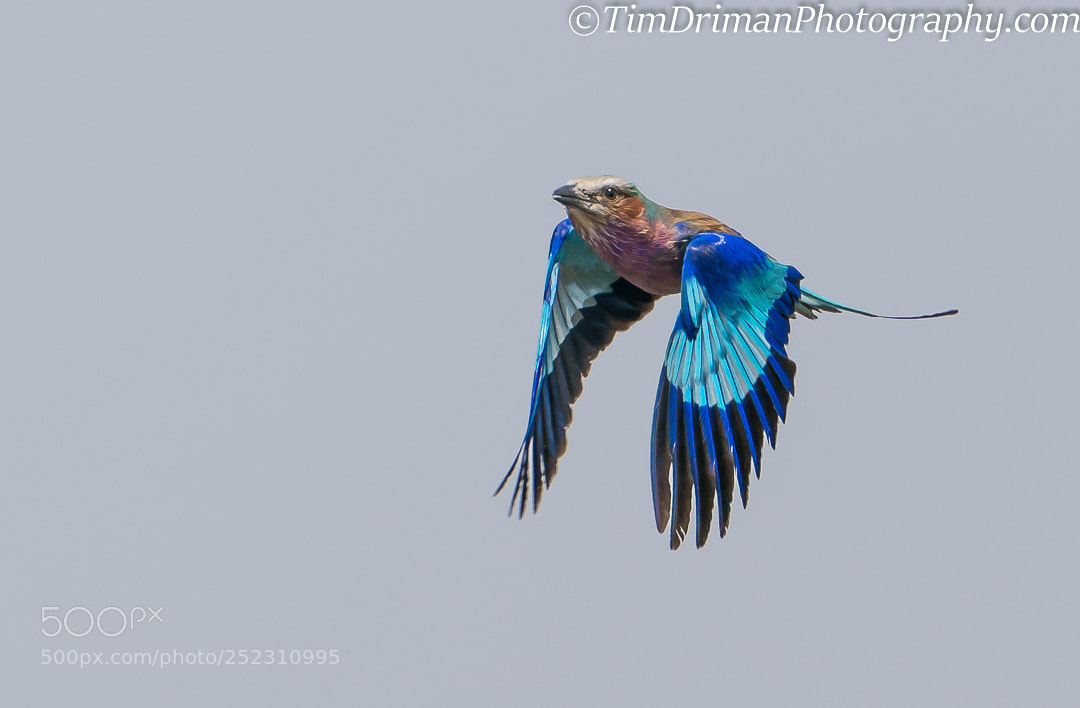 Sony a9 sample photo. Lilac-breasted roller flying photography