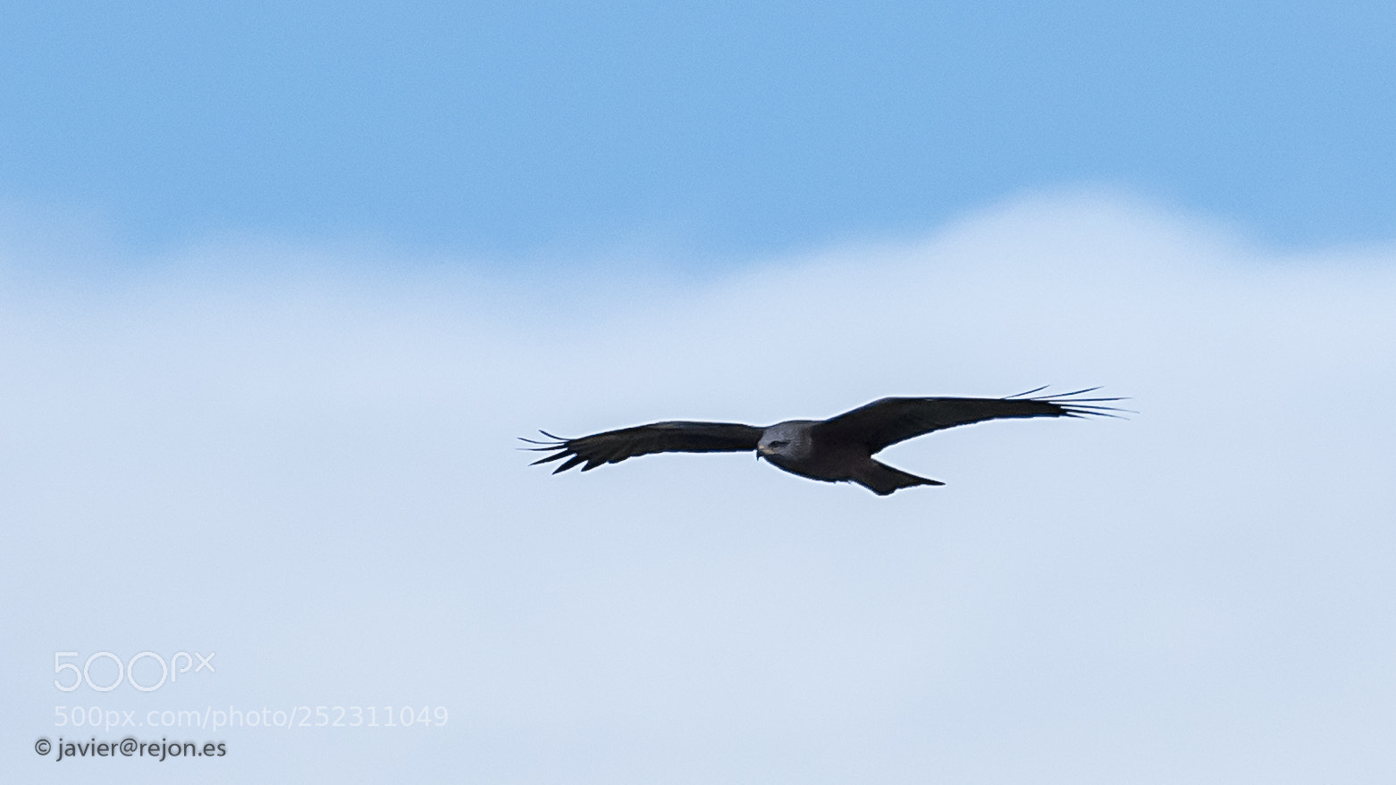 Olympus OM-D E-M1 Mark II sample photo. Aguila photography